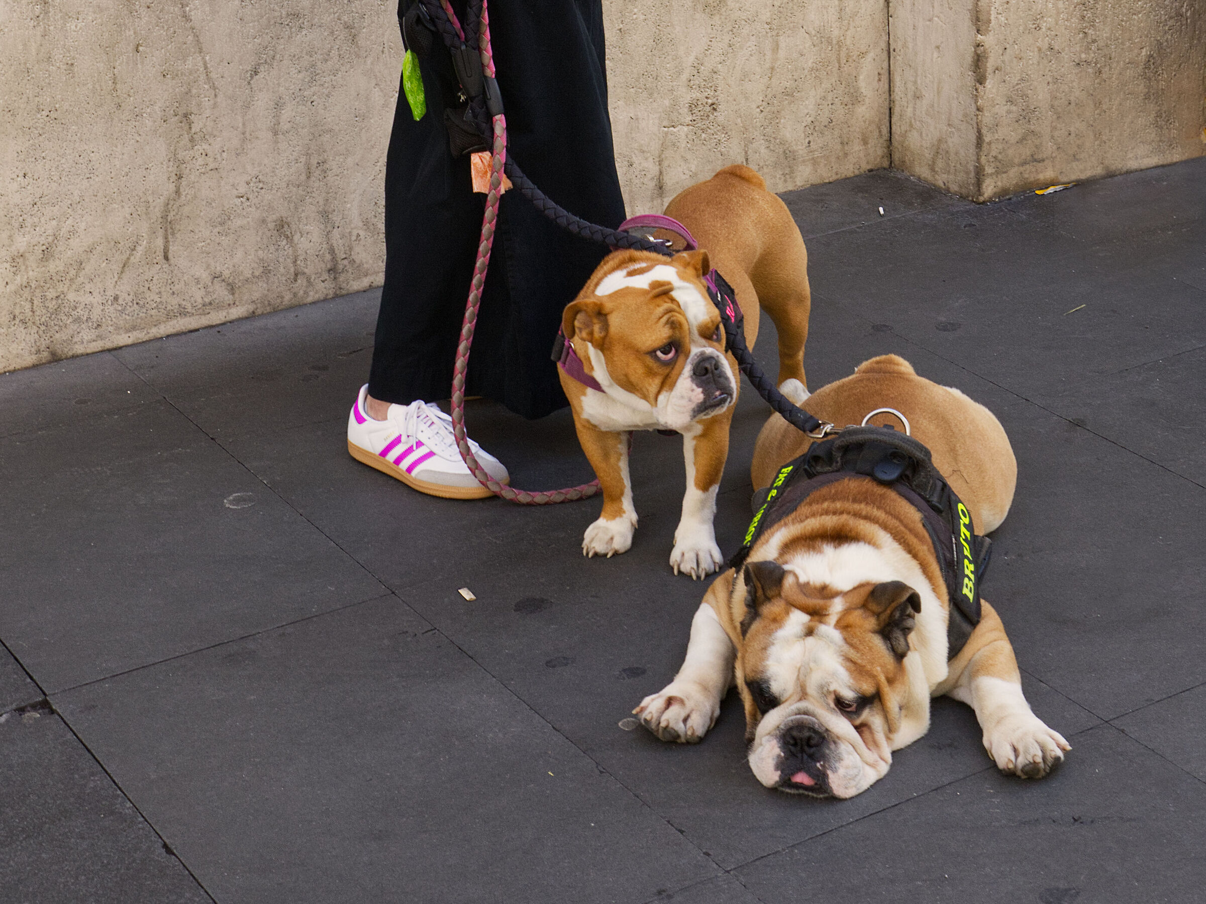 ... what a dog's life!