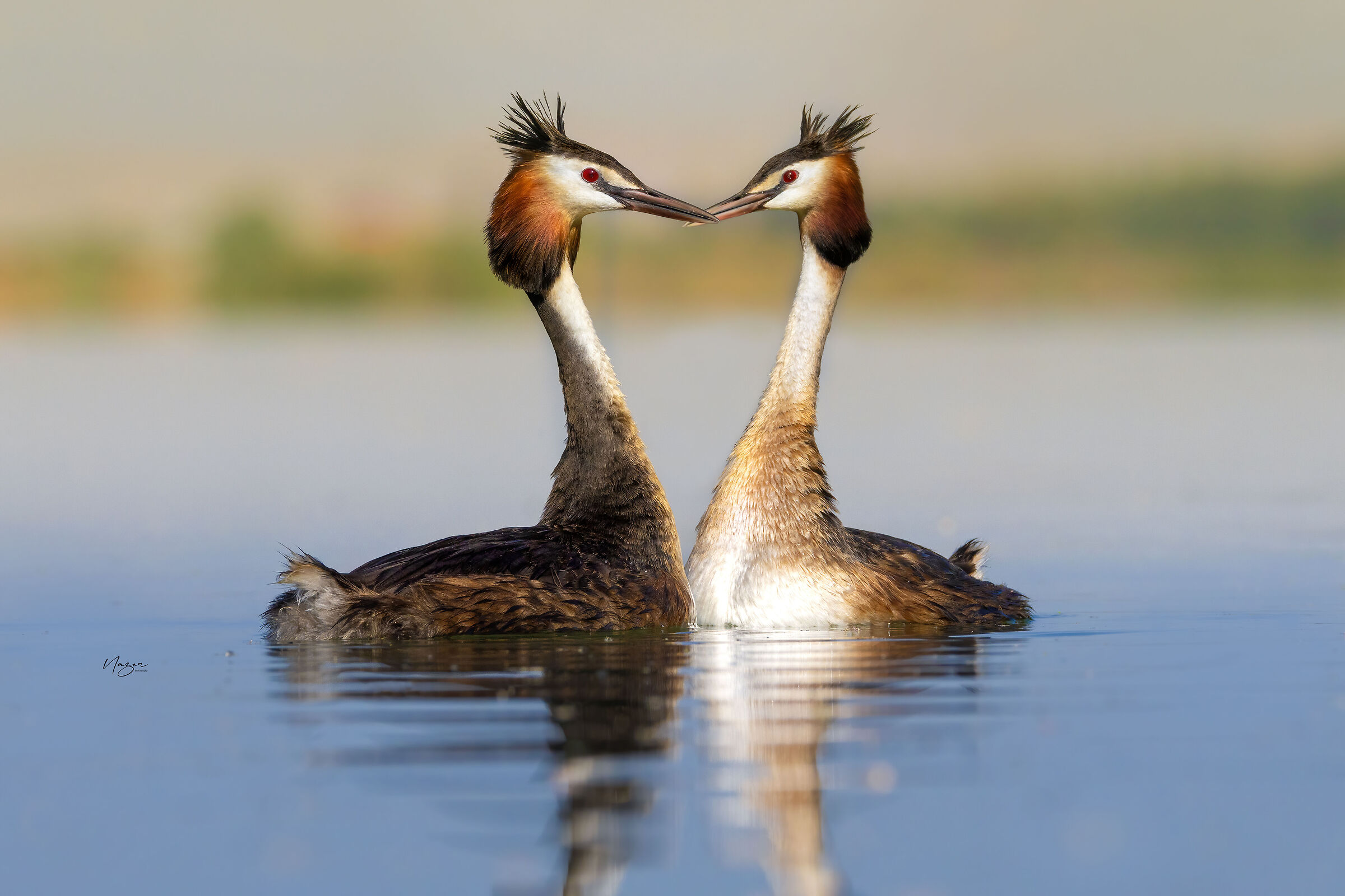 Great -crested grebe