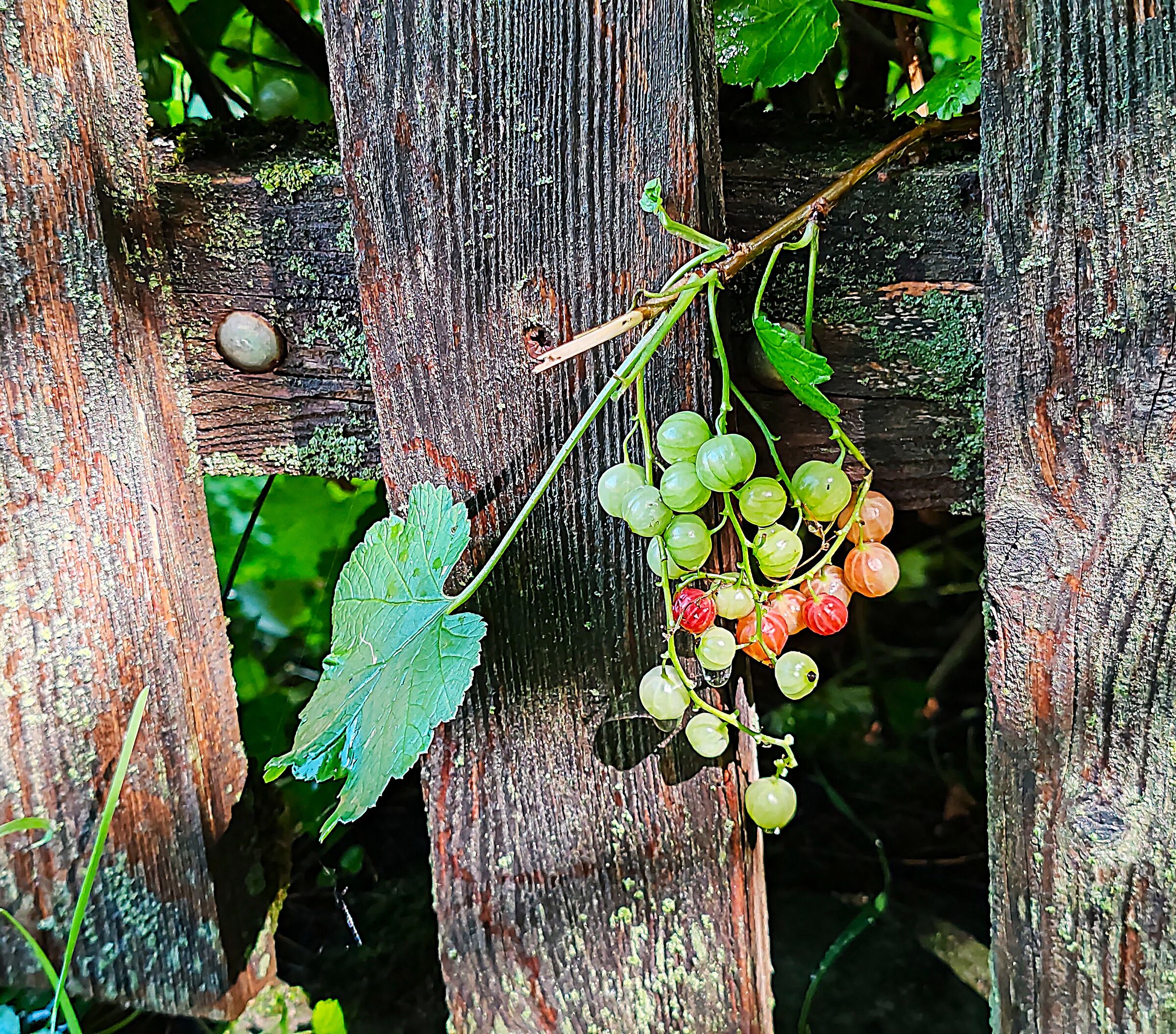 In the vegetable garden.