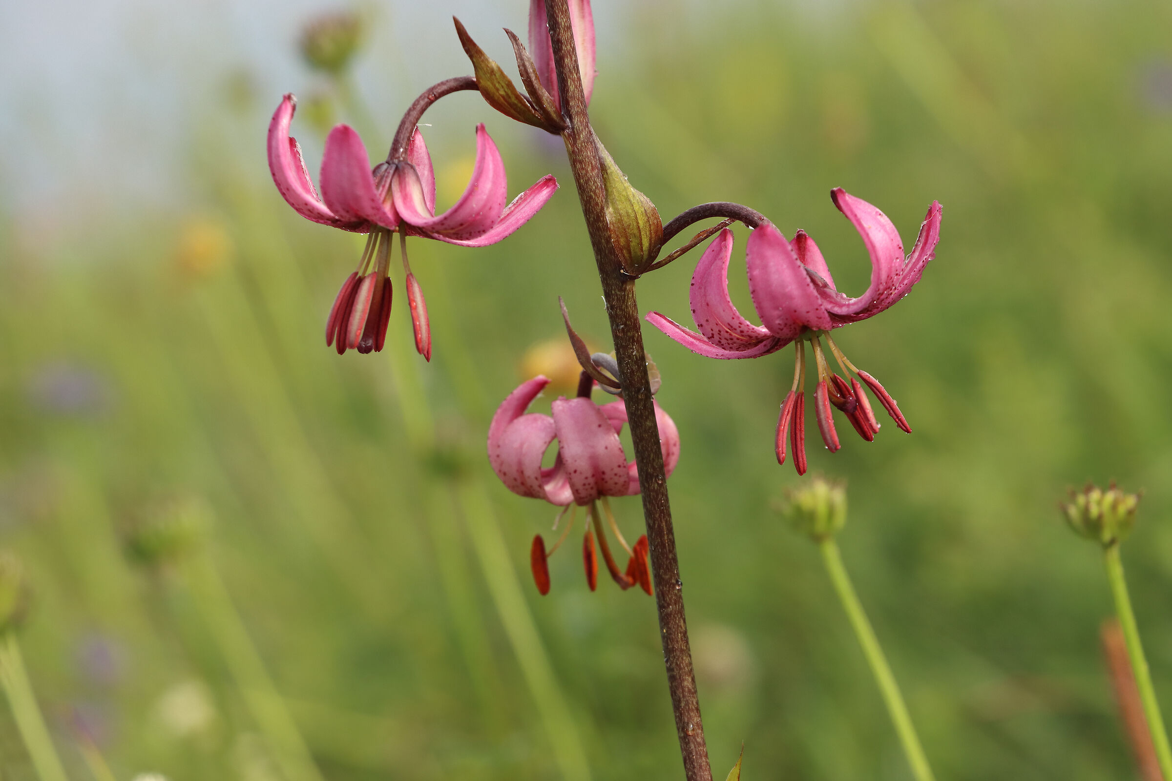 Martagon lily at Sasna