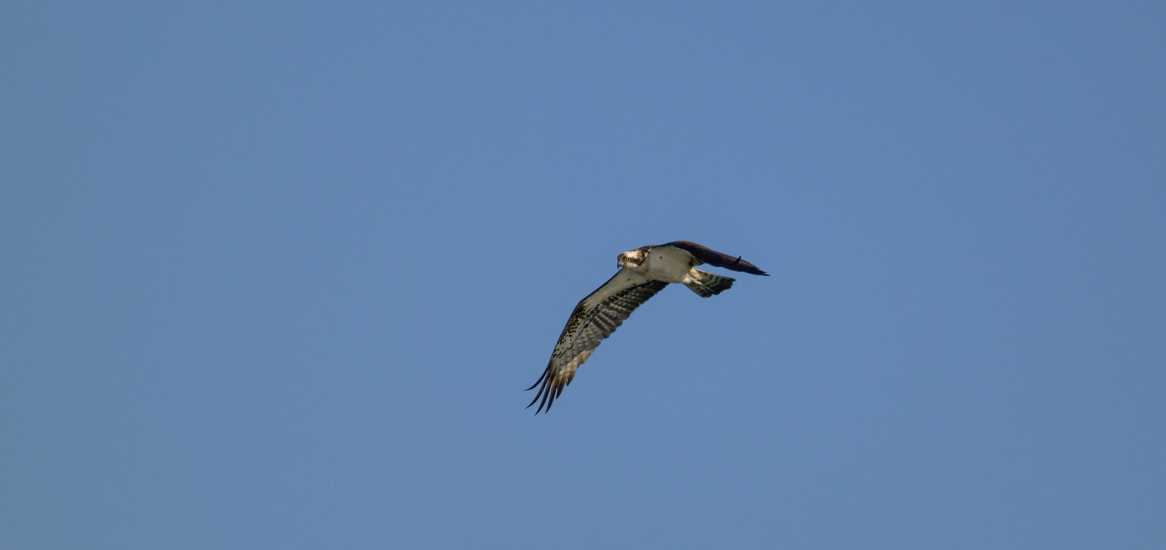 The osprey