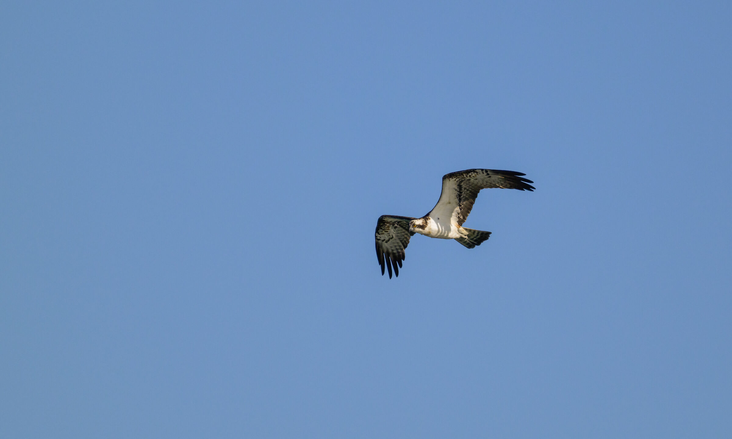 The osprey