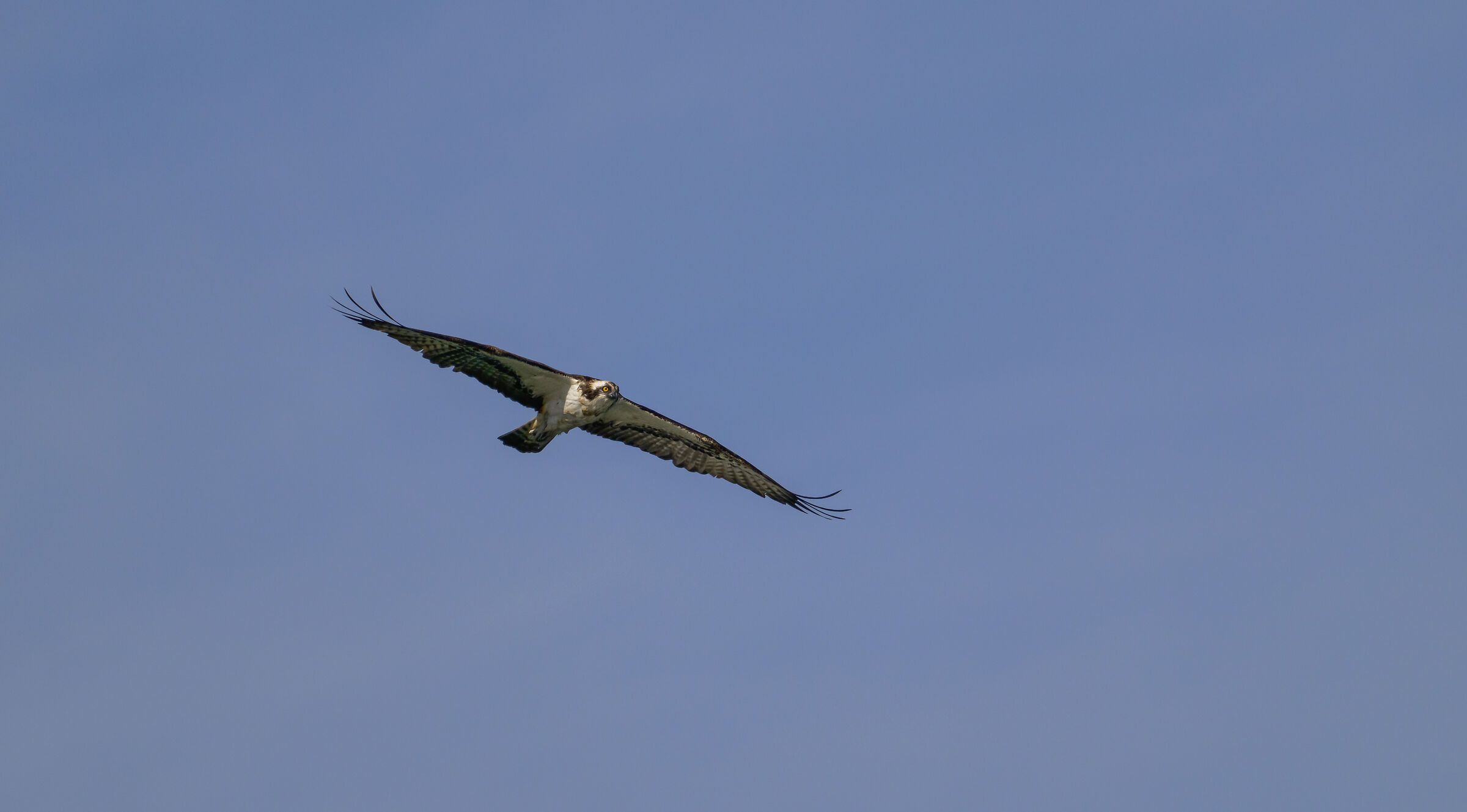 The osprey