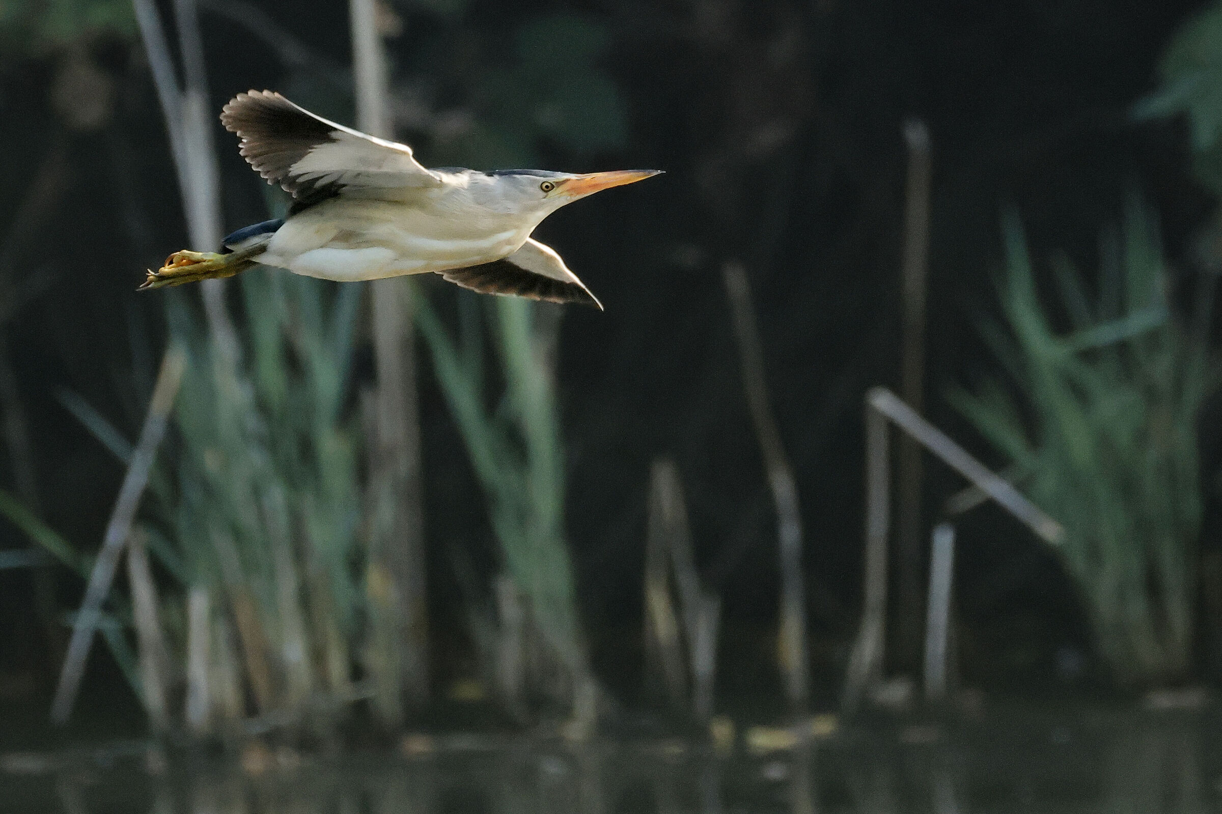 Little bittern flying in the swamp