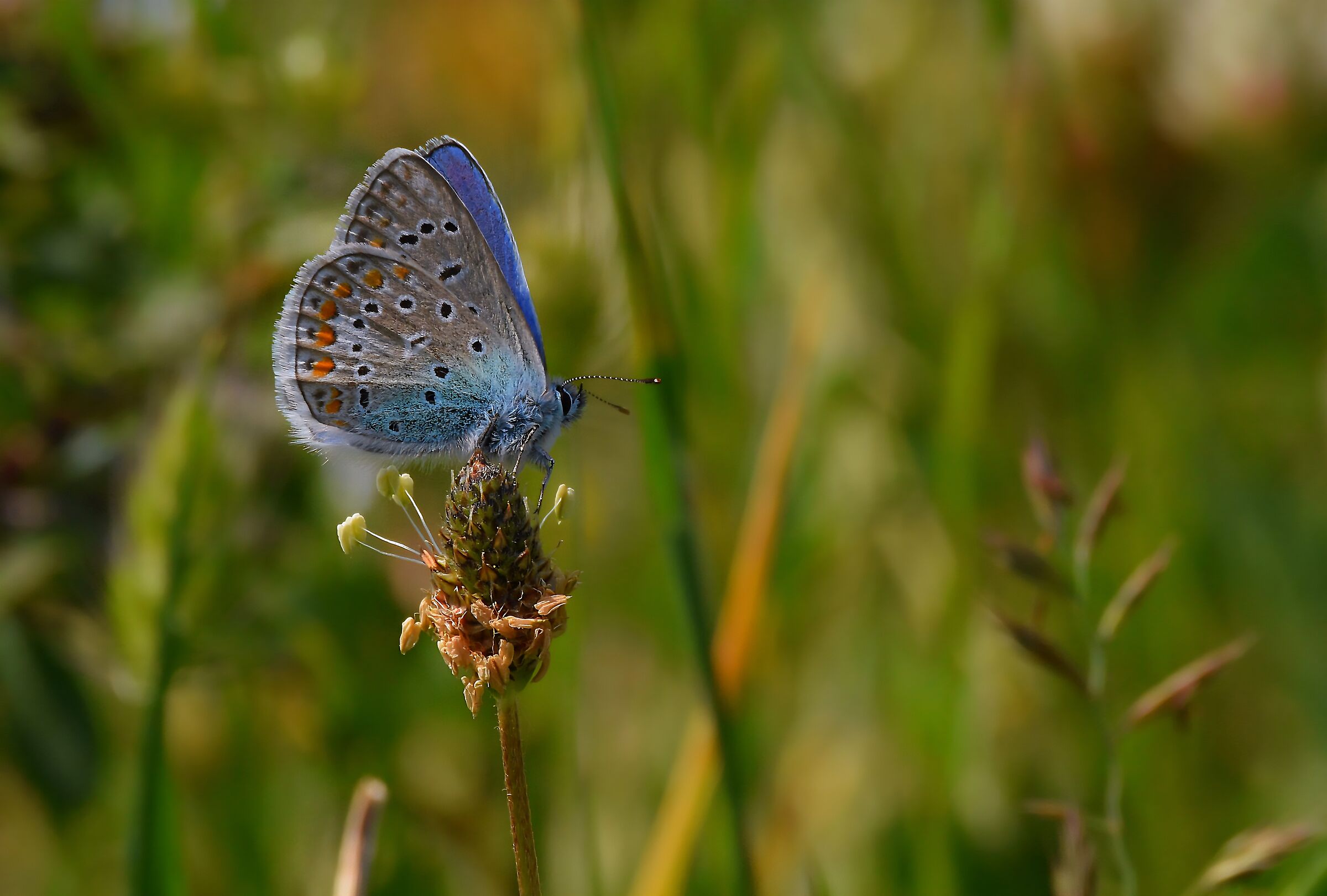 Icaro/Argo azzurro (Polyommatus icarus)