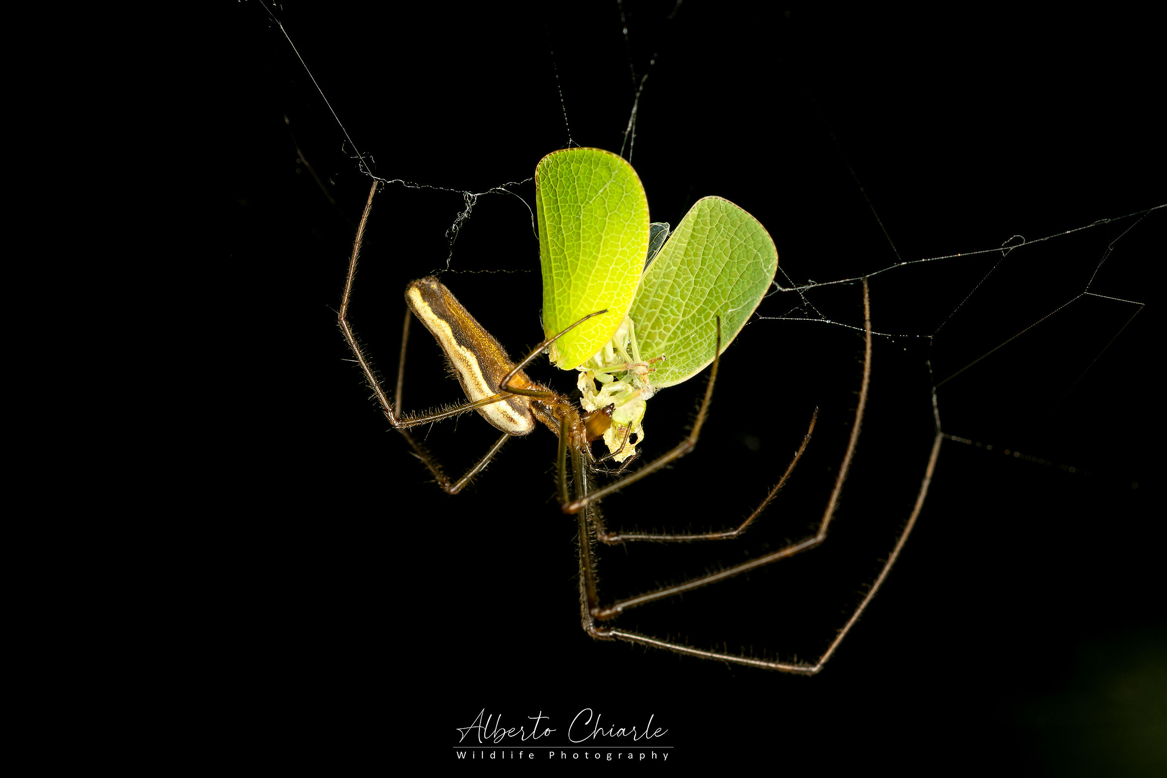 Tetragnatha extensa with prey