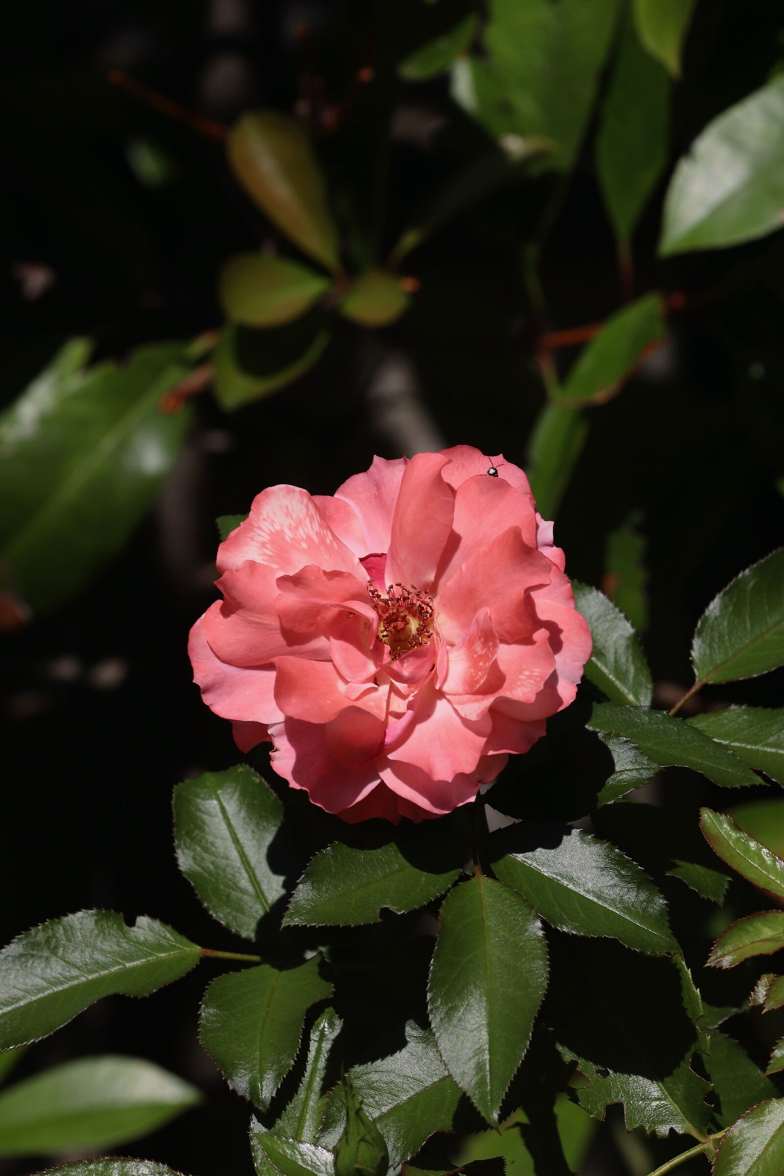 Rosa del mio giardino con piccolo ospite affacciato....