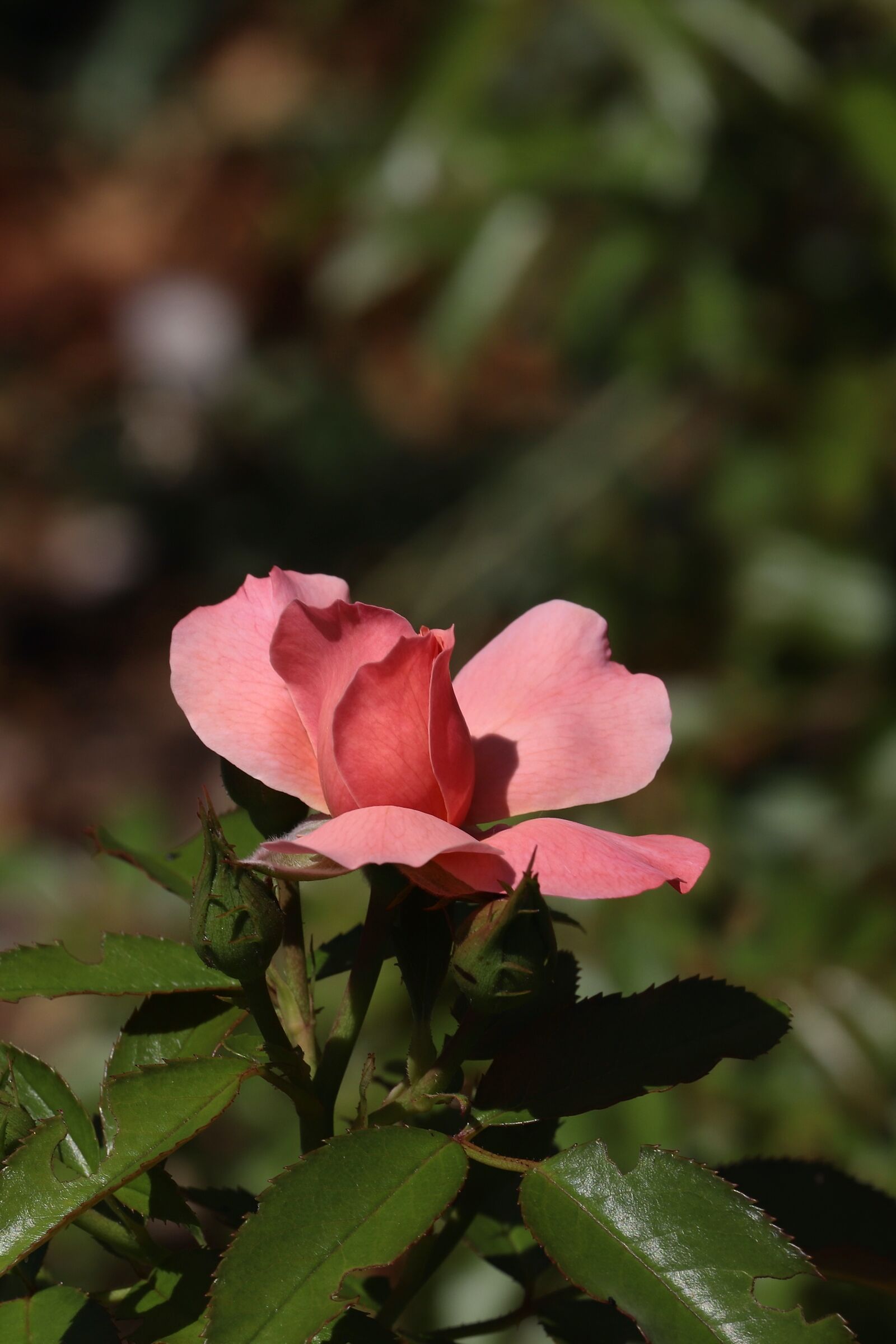 Bocciolo del mio giardino