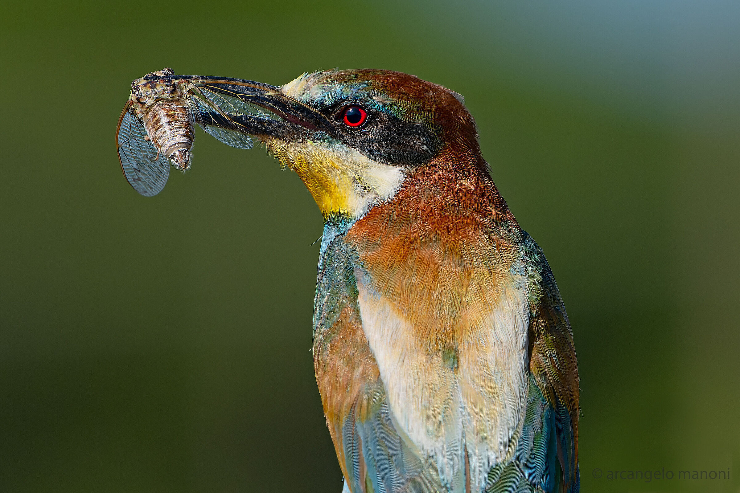 La cicala non canta più