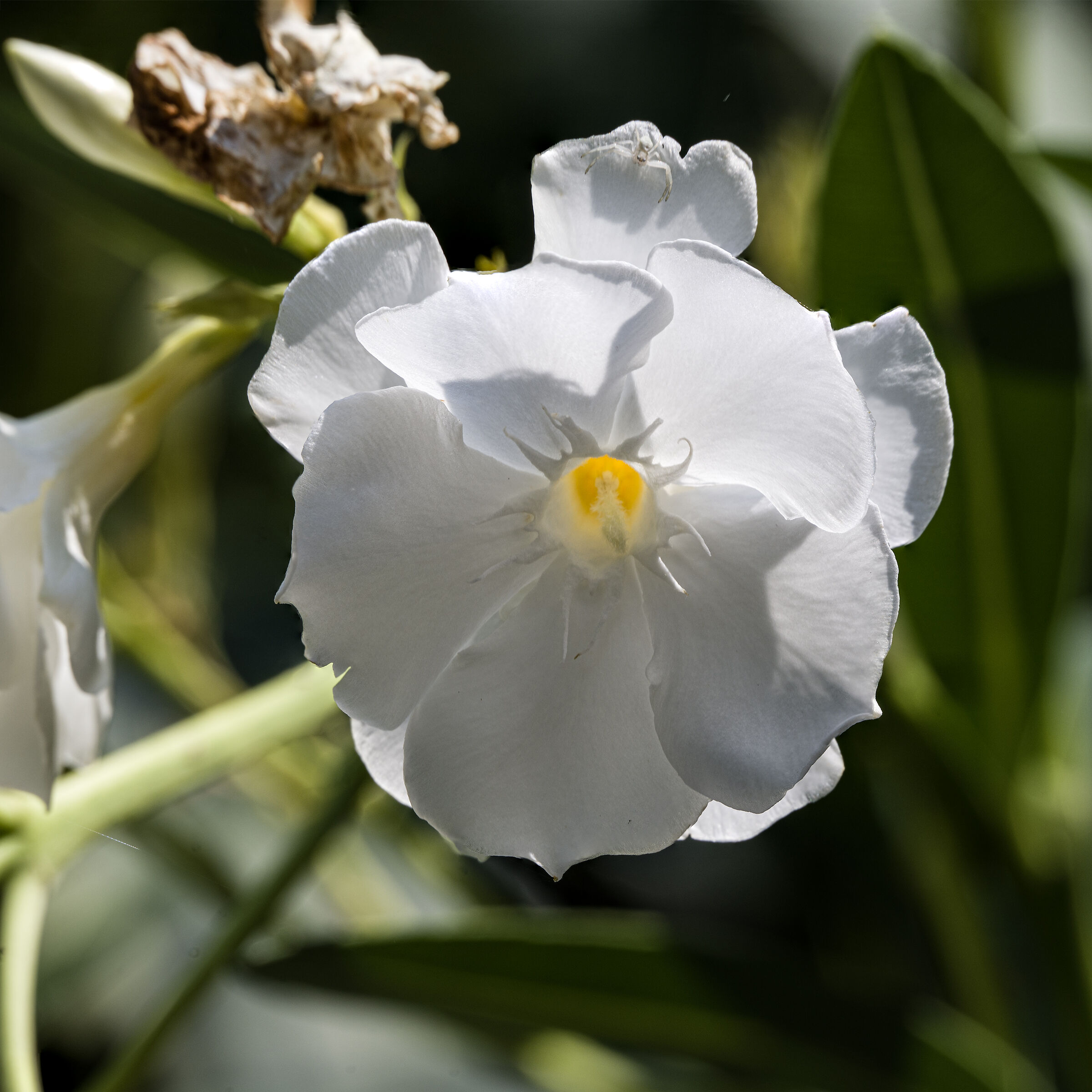 White Oleander 2025