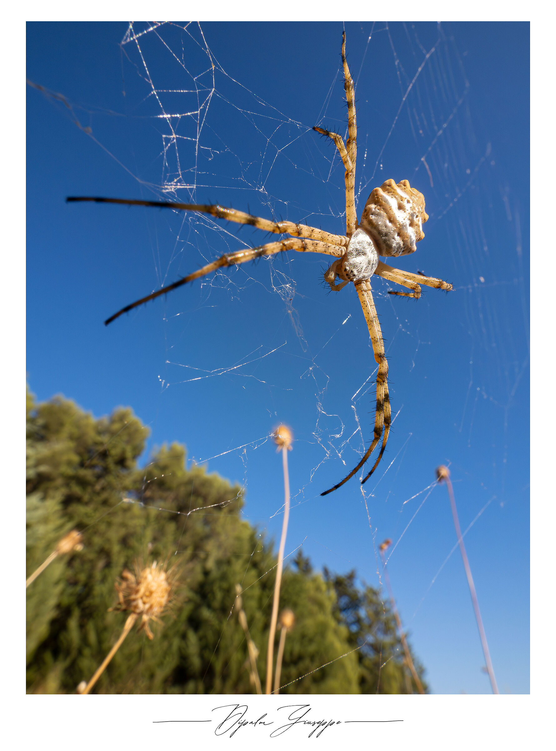 Lobed Argiope 2