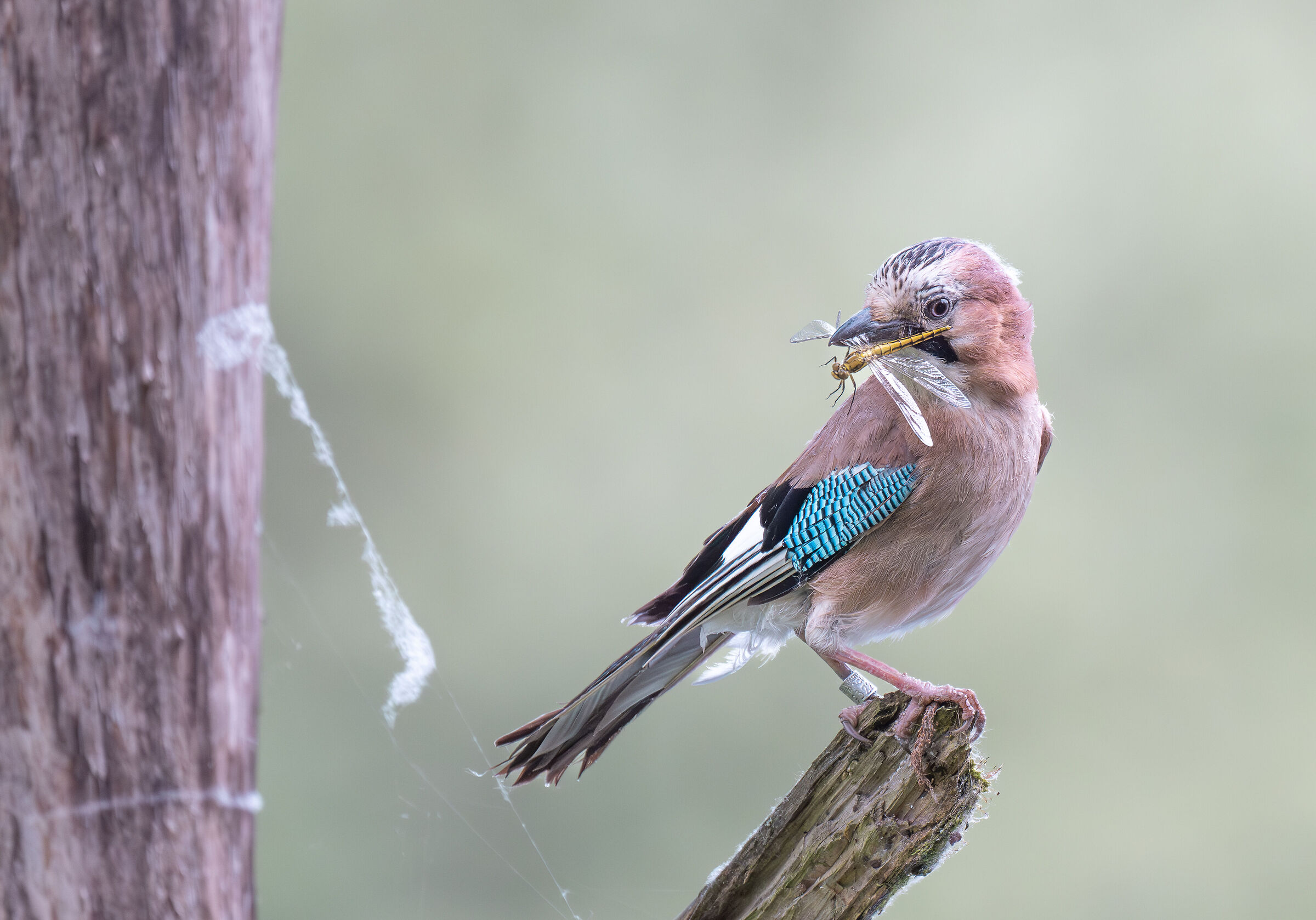 jay with prey