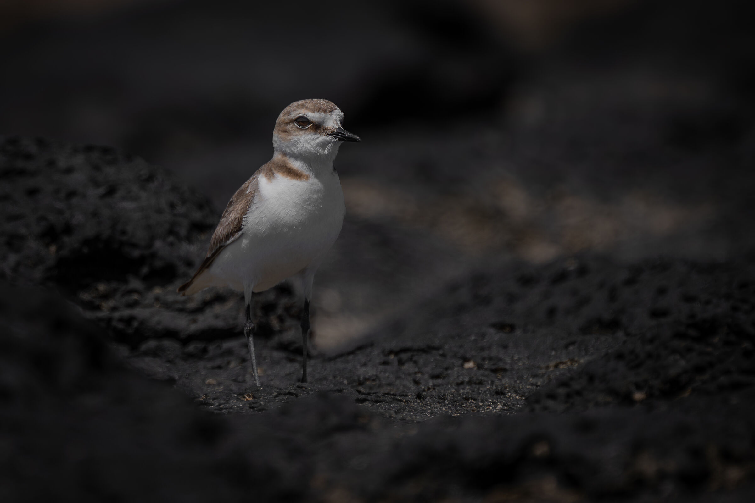 Kentish plover & volcanic rocks
