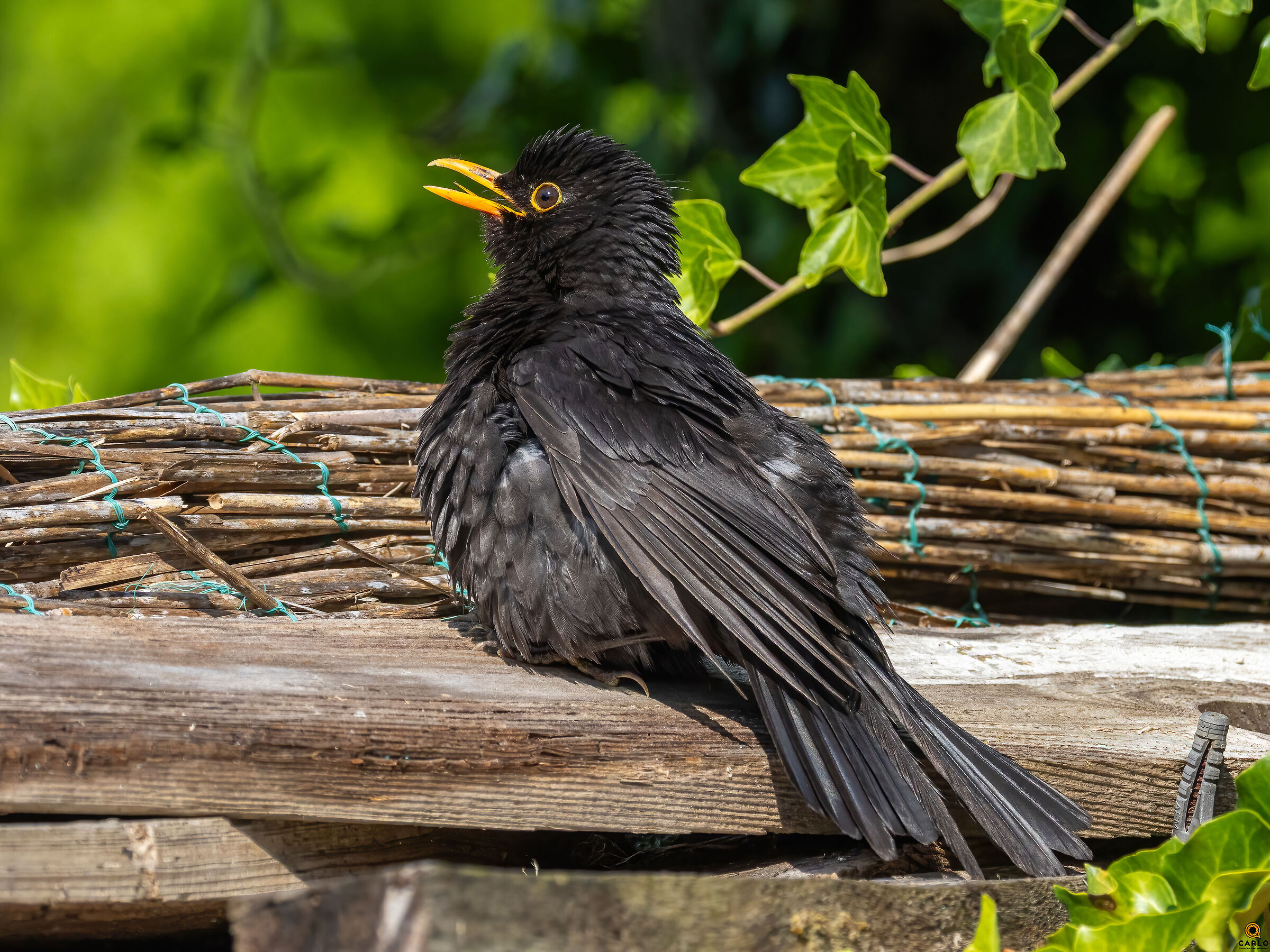 The world in the garden