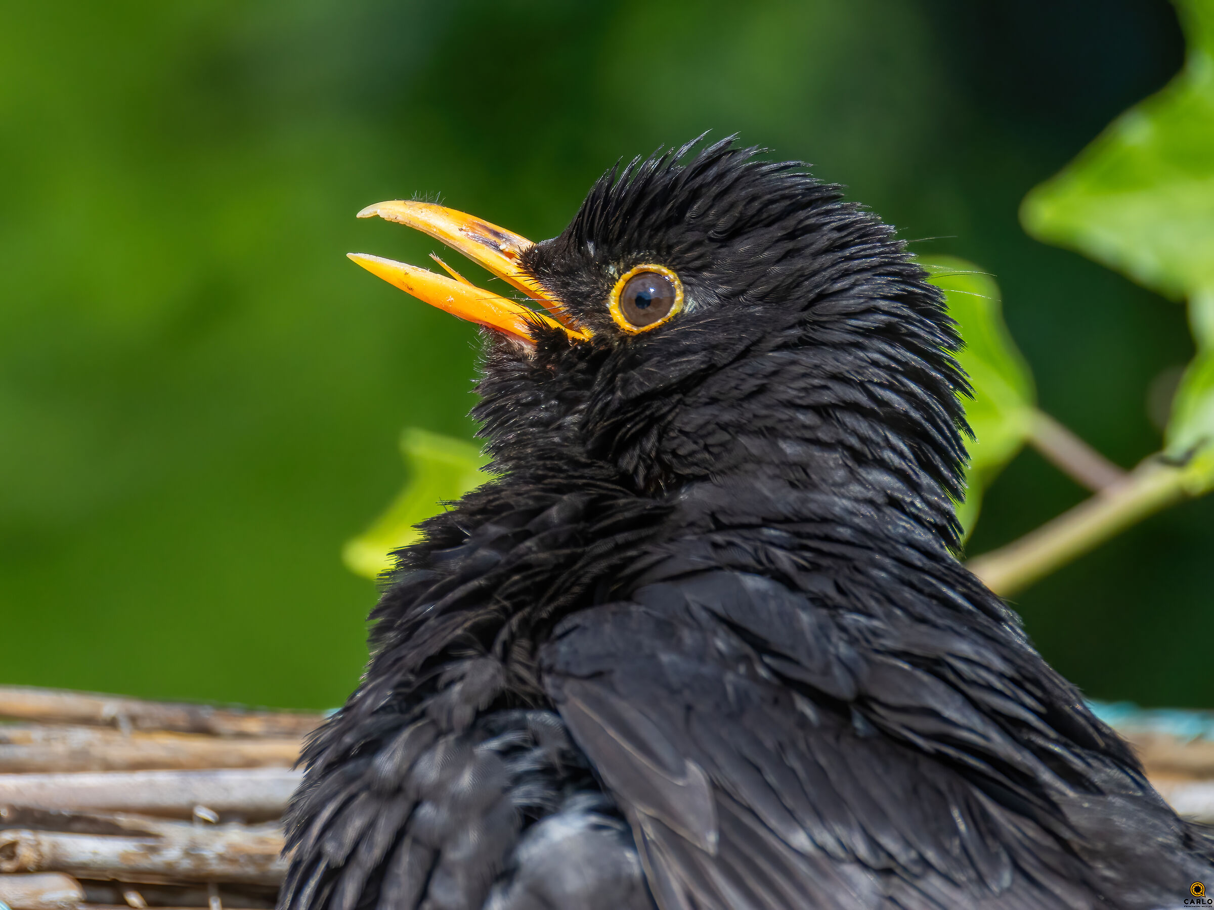 The world in the garden