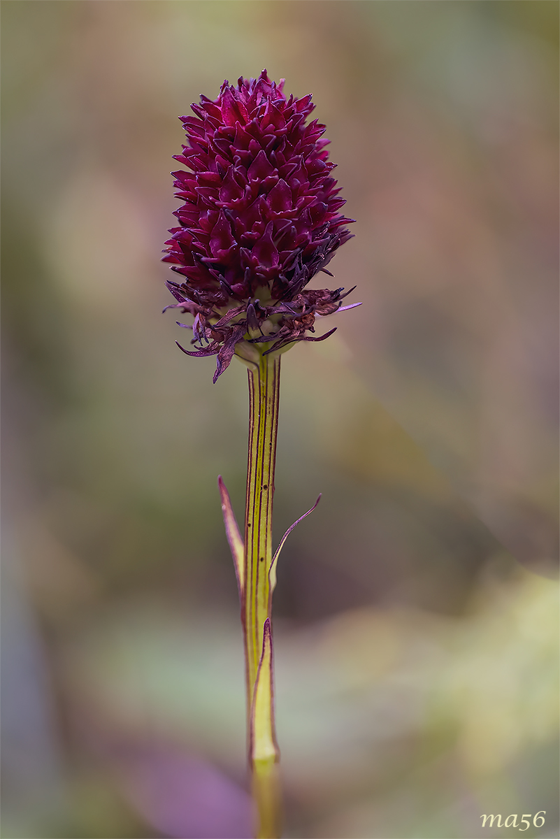 Nigritella nigra