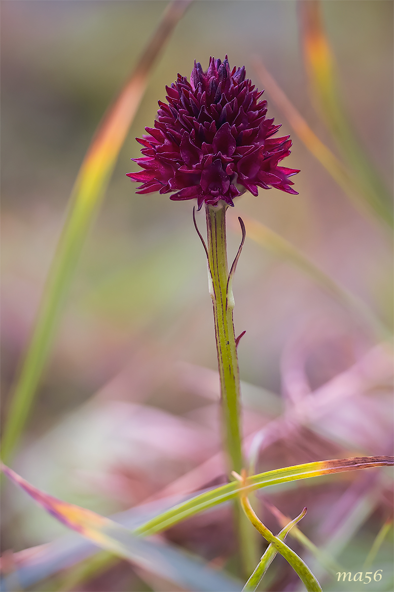 Nigritella nigra