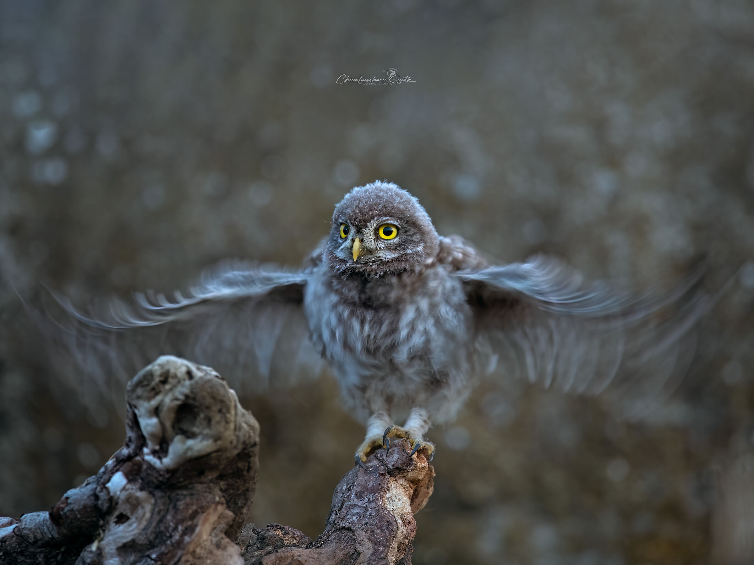 Young owl