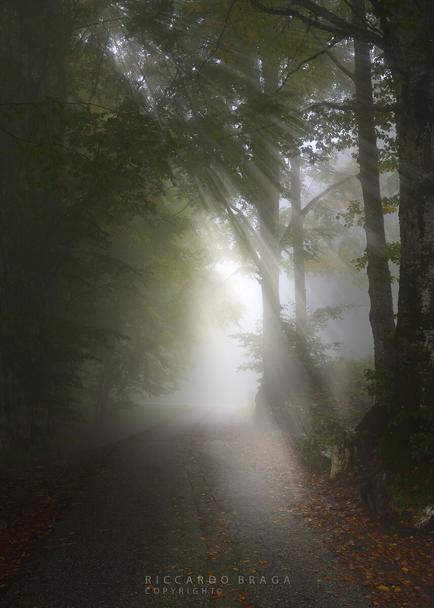The road in the woods.
