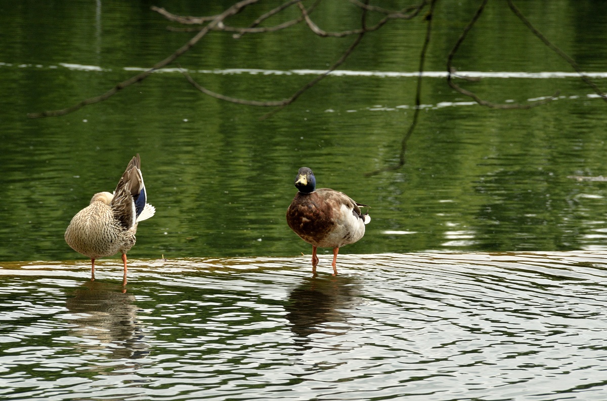 anatre...in passeggiata