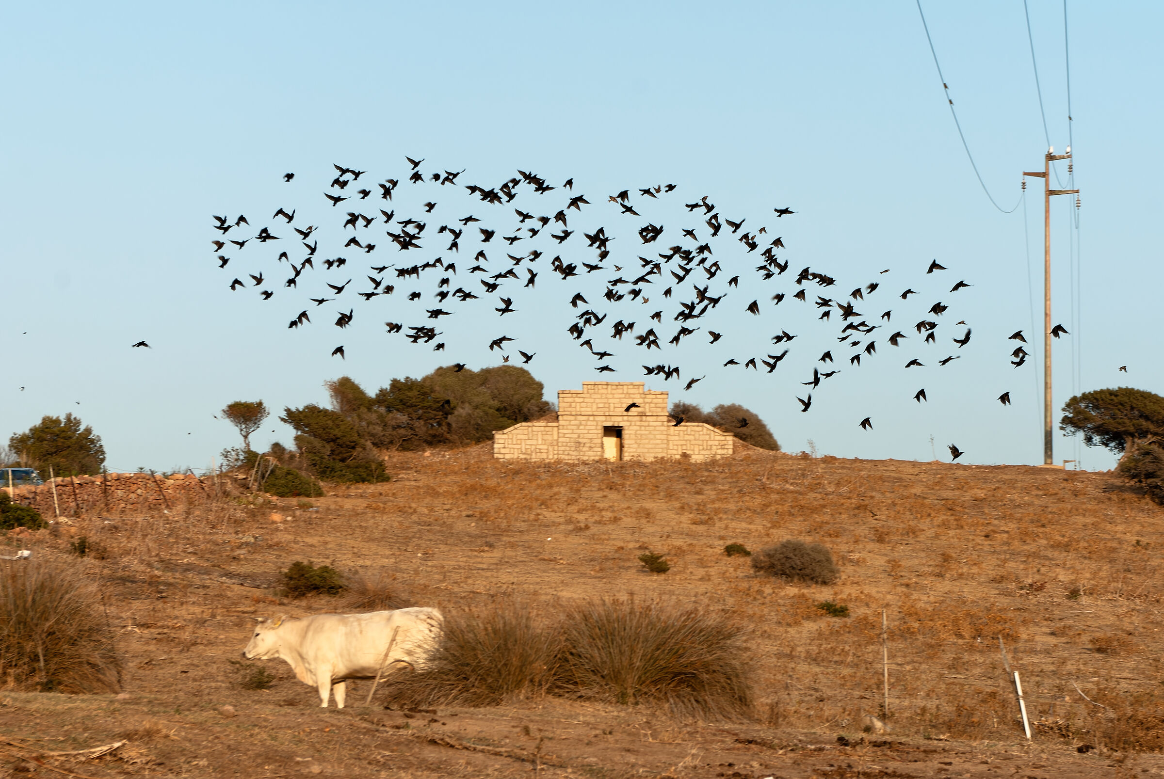 Campagna