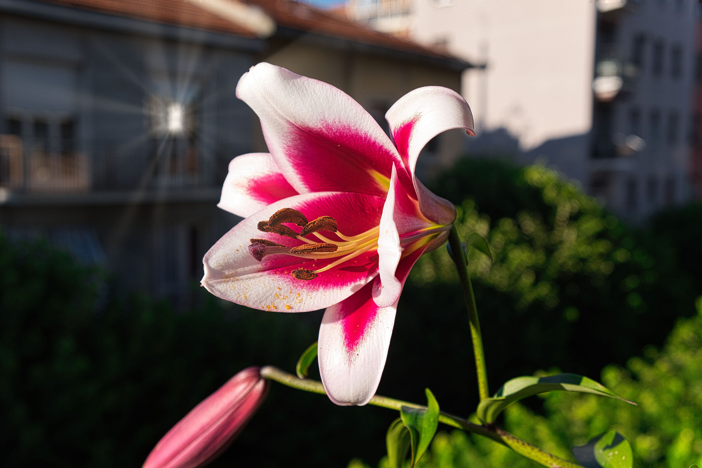 Flower on the balcony