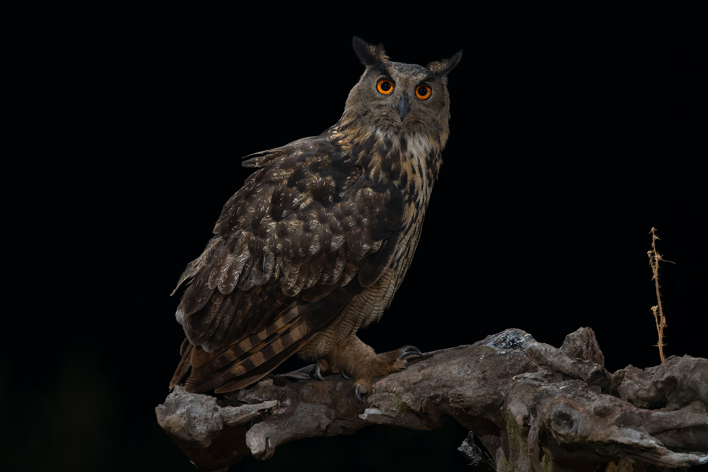 EAGLE OWL