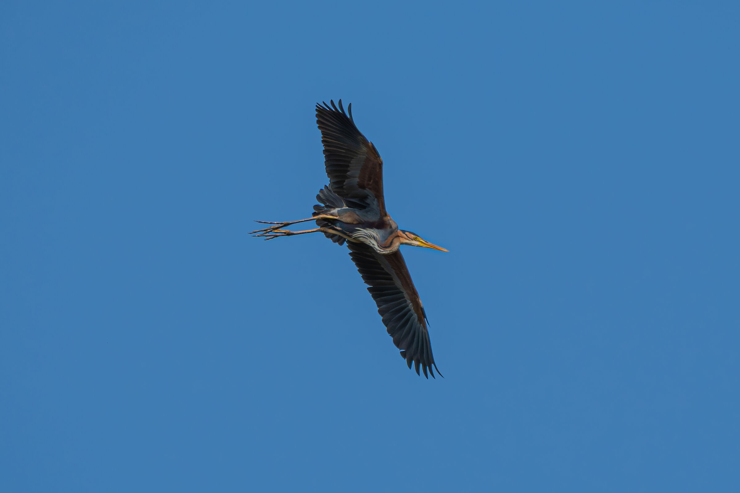 Airone rosso nel cielo
