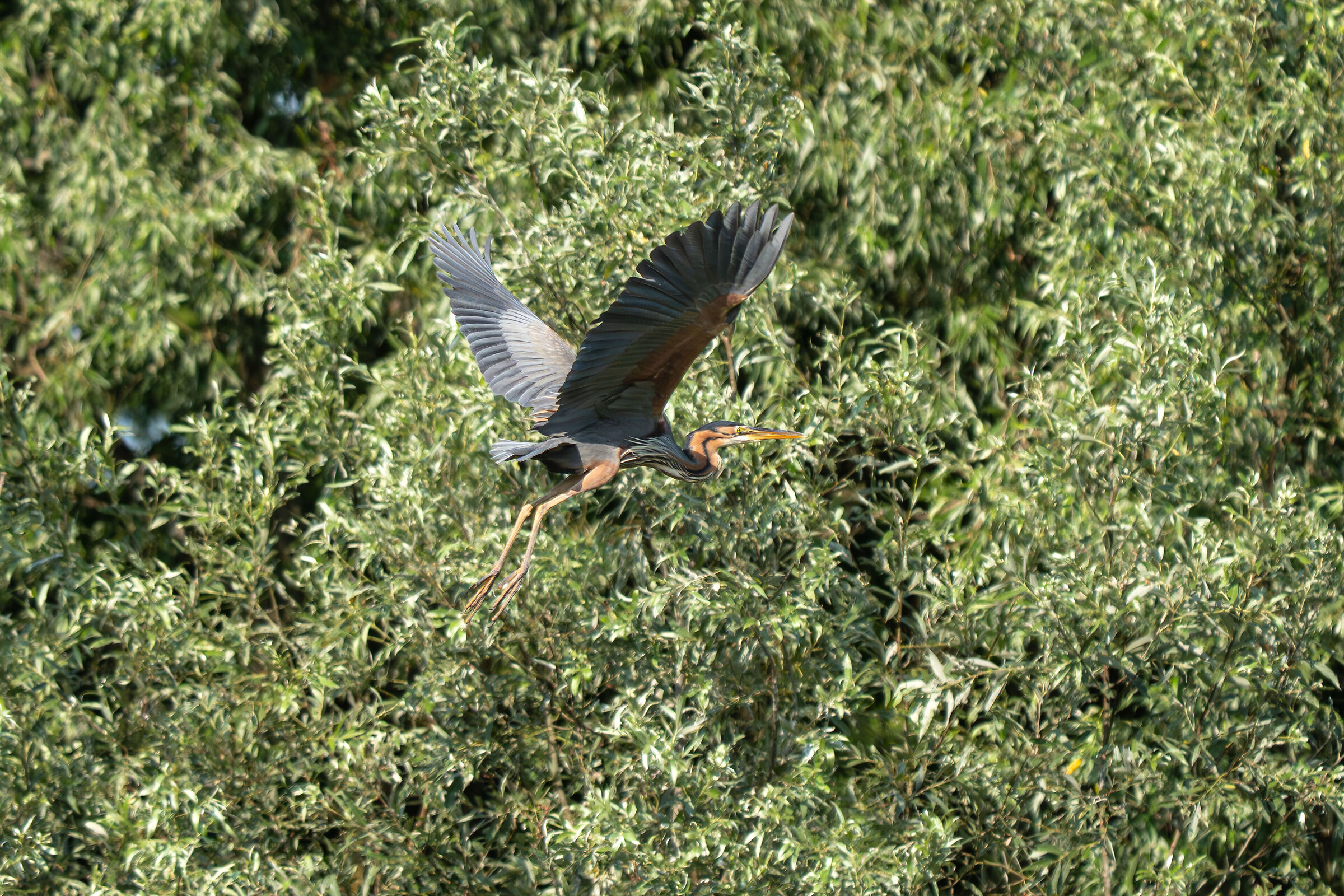 Airone rosso in volo tra gli alberi