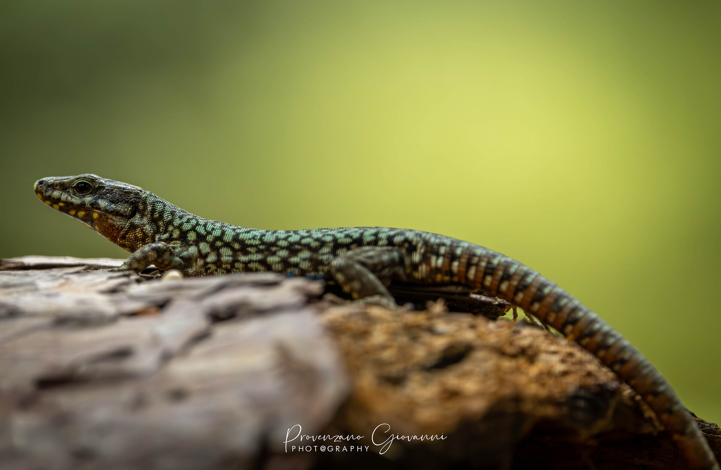 lucertola muraiola -Podarcis muralis-