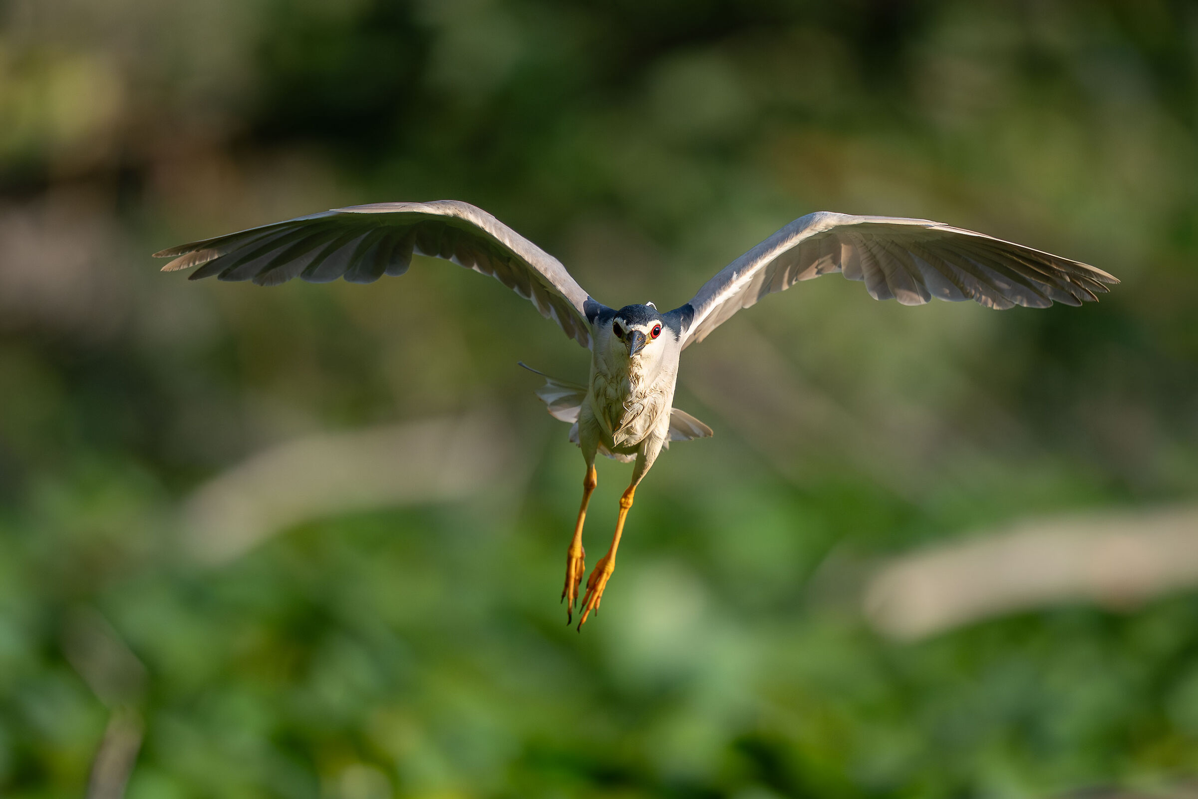 volo alle prime luci