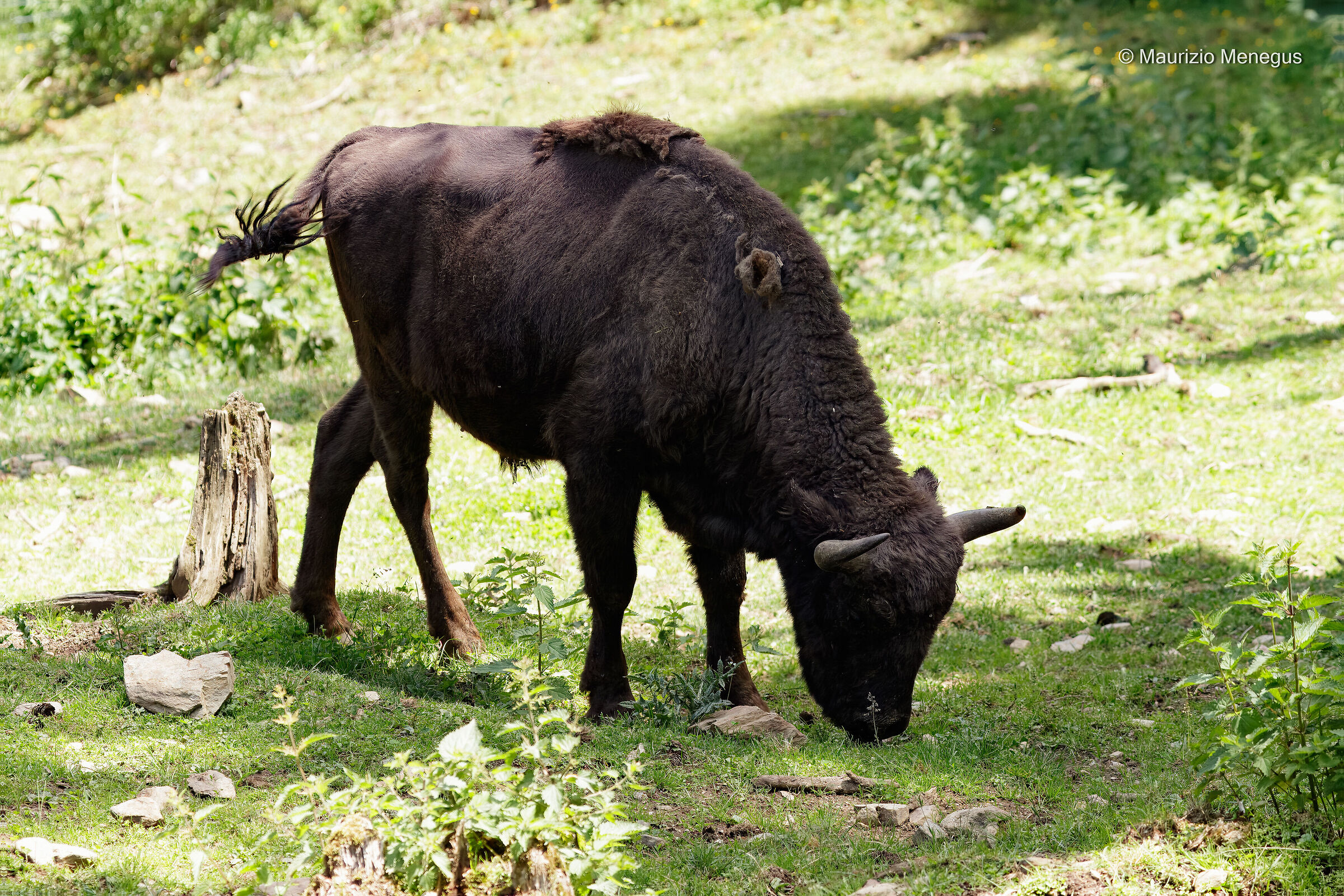 Bisonte europeo - Ambiente controllato