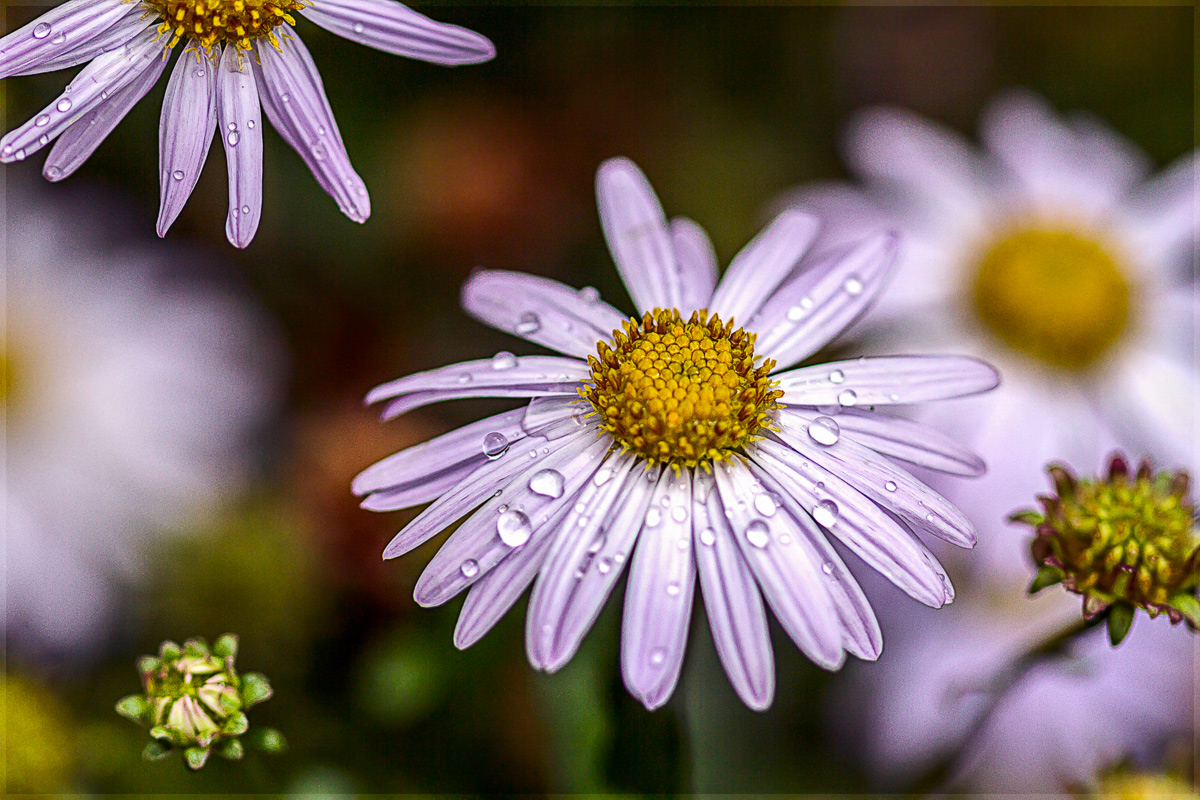 Dopo la pioggia è caduta