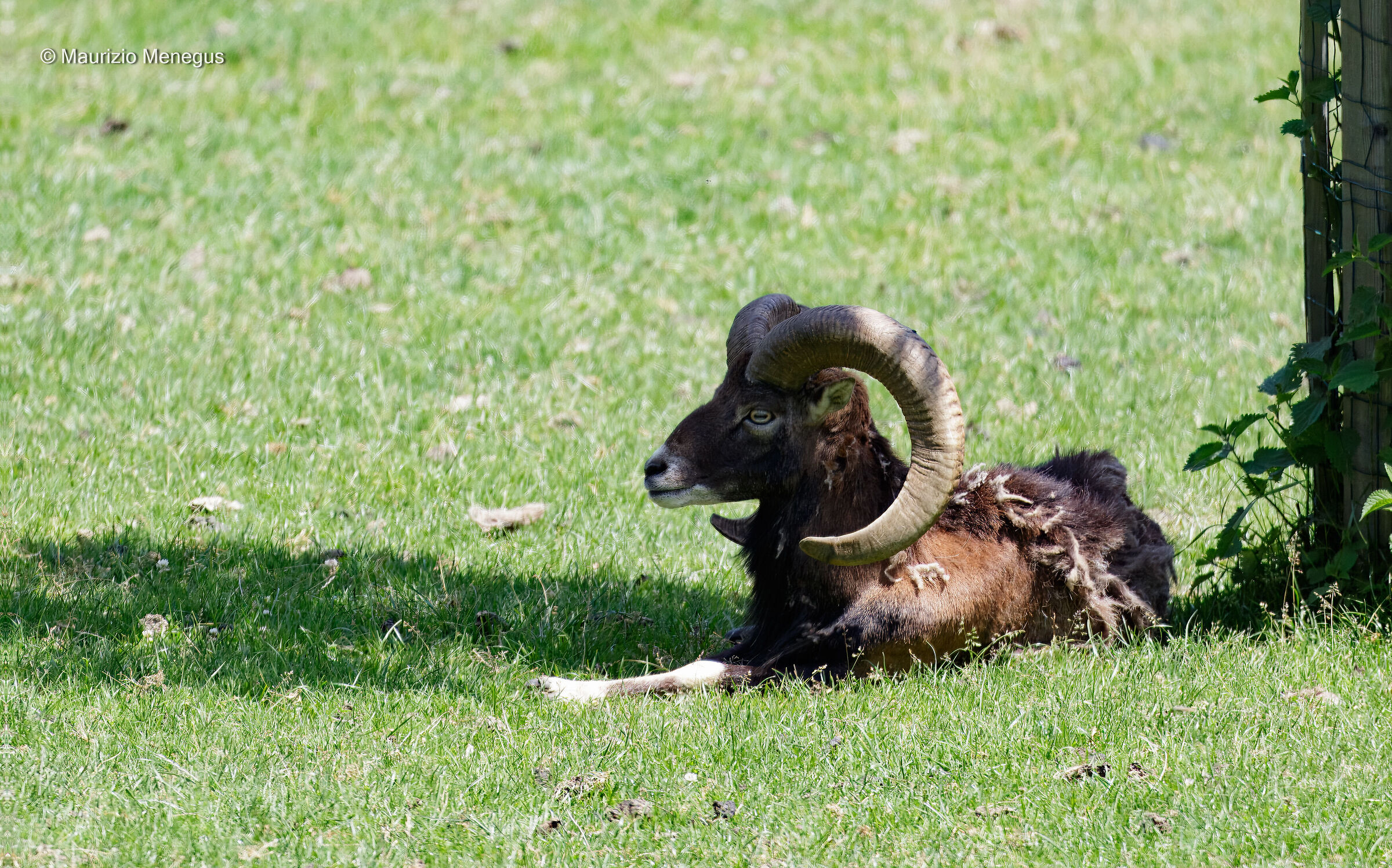Muflone maschio a riposo - Ambiente controllato