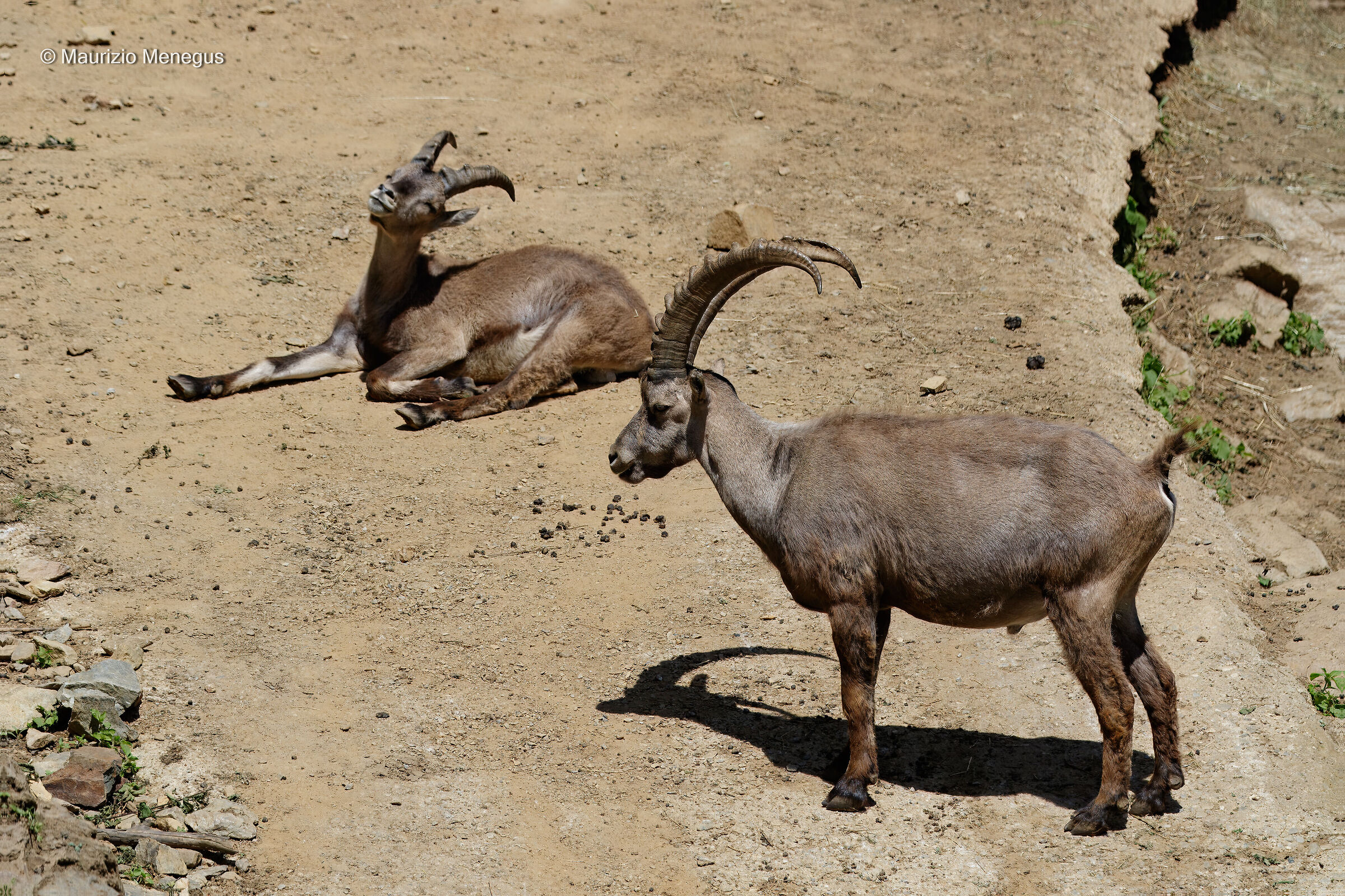 Stambecchi maschi - Ambiente controllato