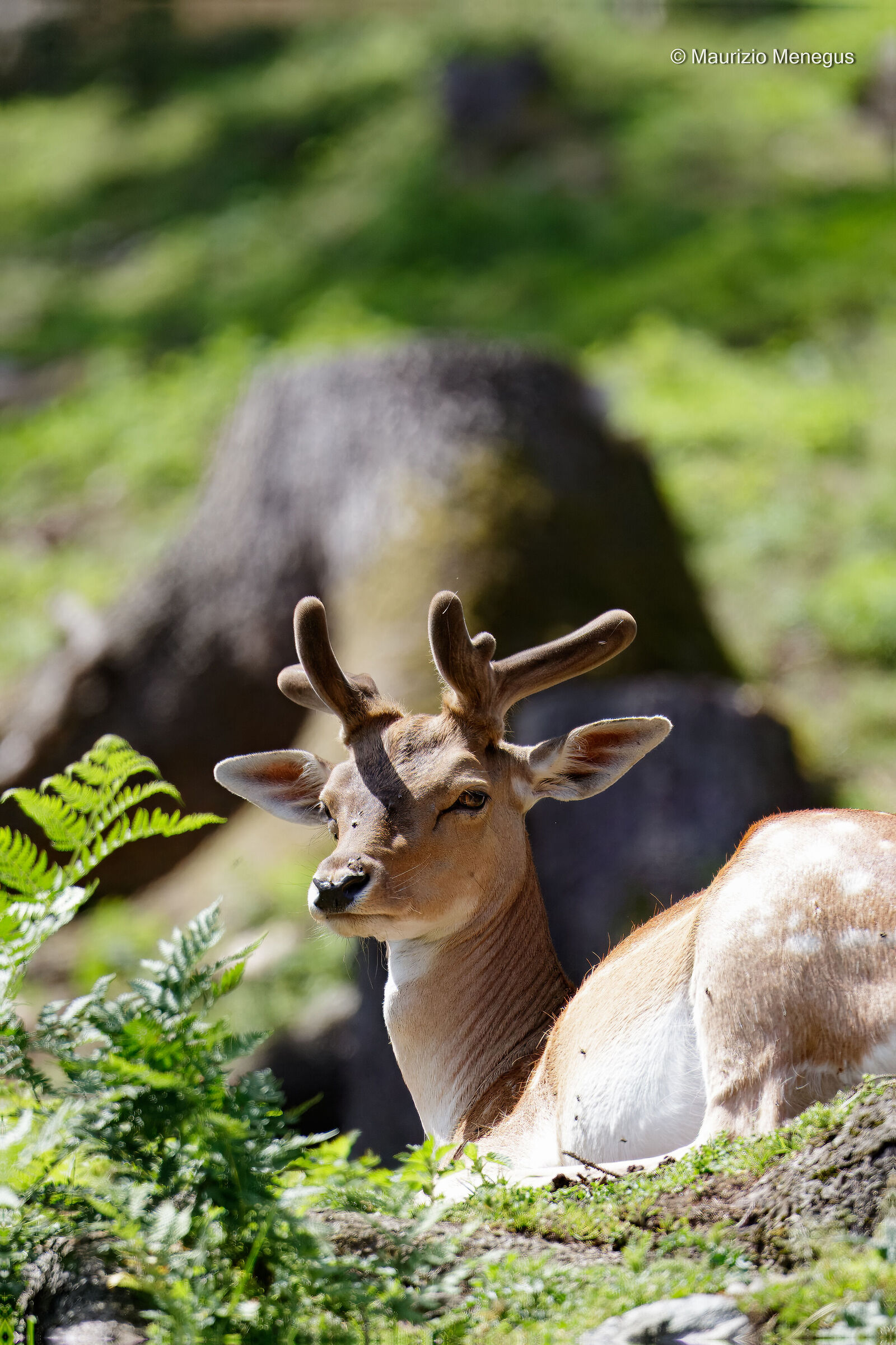 Daino maschio a riposo - Ambiente controllato