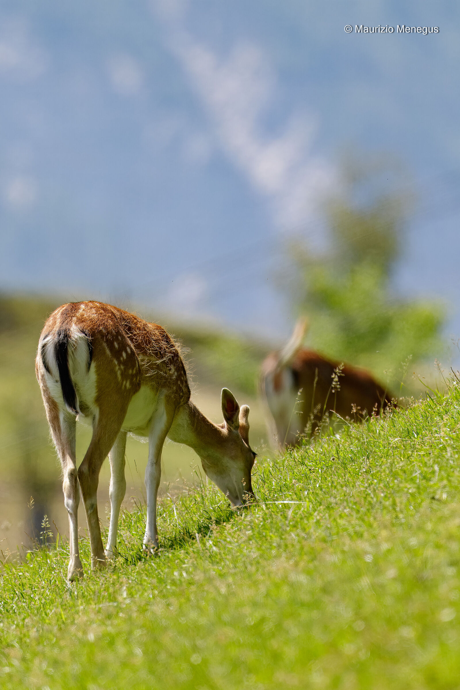 Fusone di Daino al pascolo - Ambiente controllato