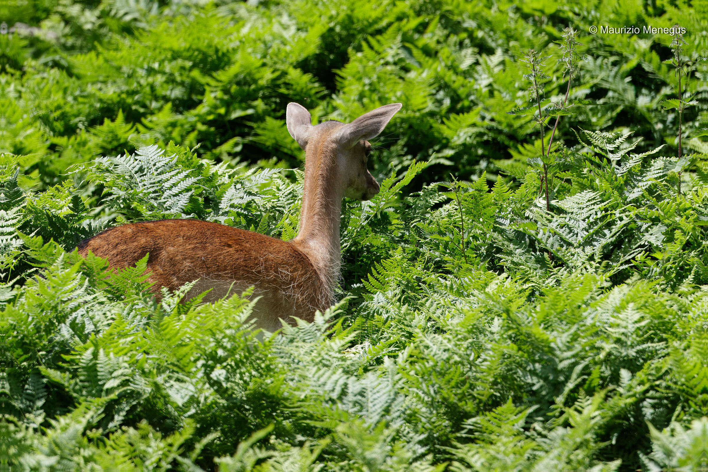 Femmina di Daino tra le felci - Ambiente controllato