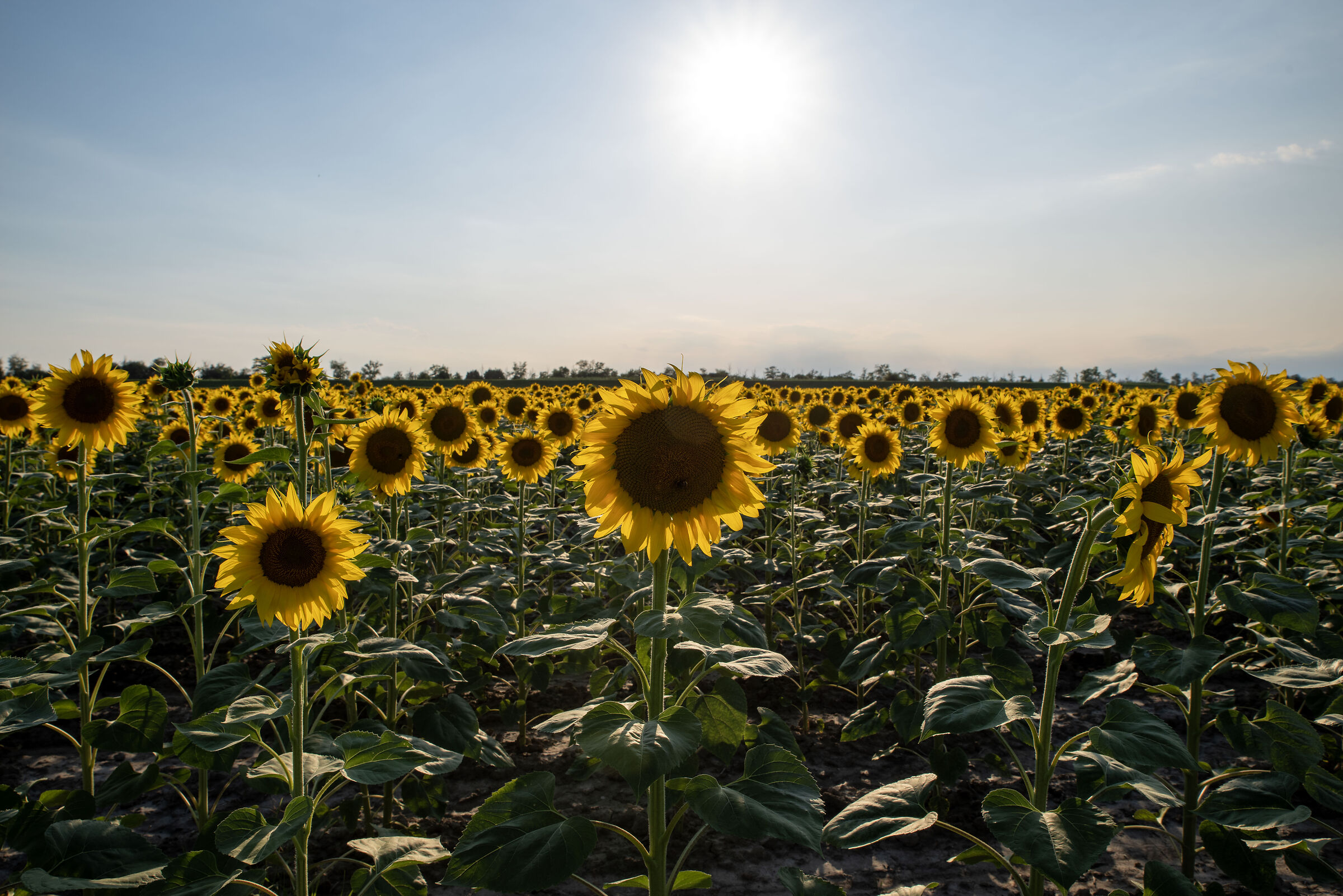 Sunflowers at sunset
