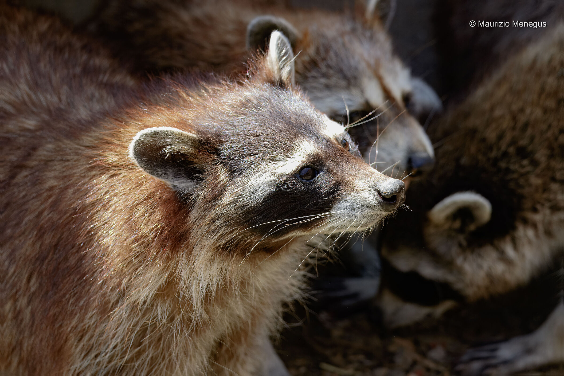 Procione (Orsetto lavatore) - Ambiente controllato
