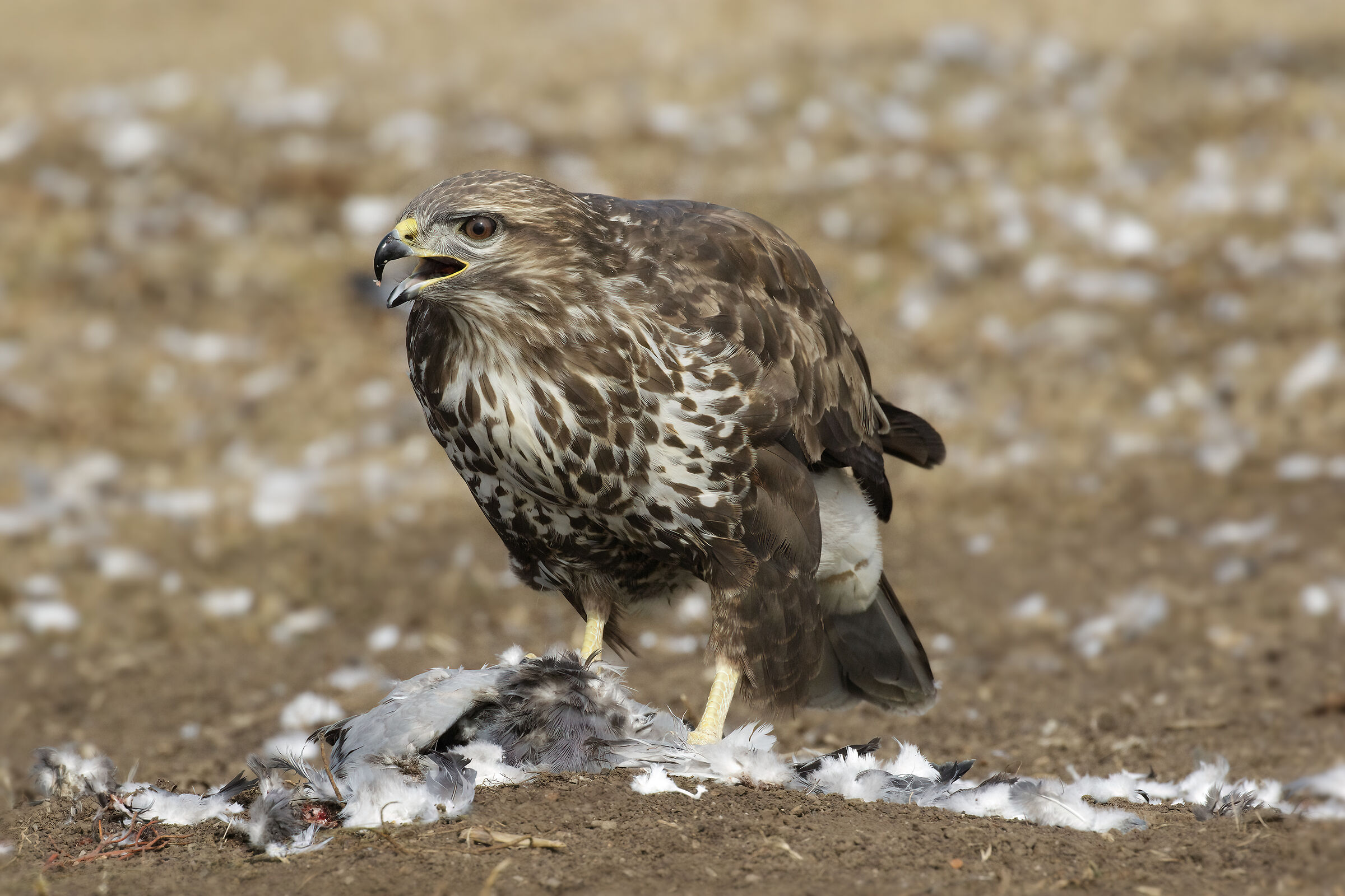 Buzzard with prey