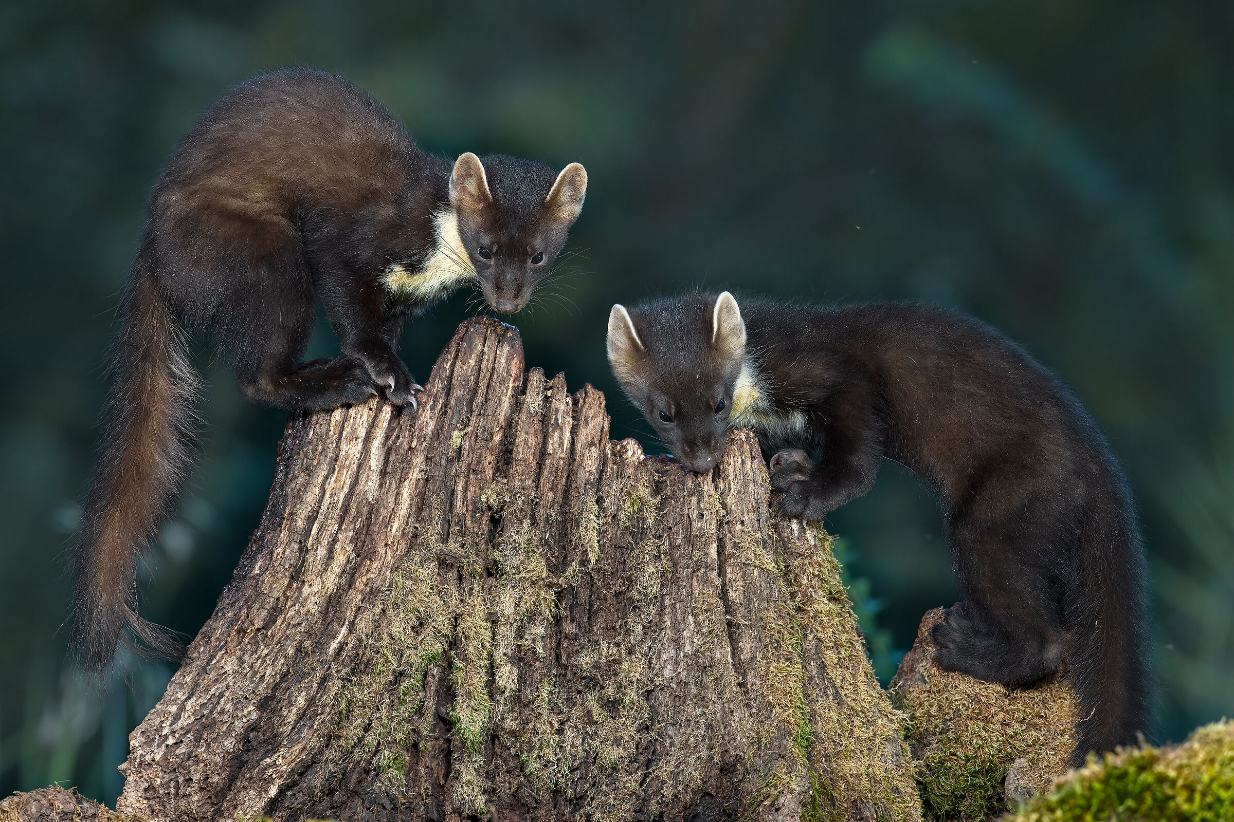Marten, mother and daughter