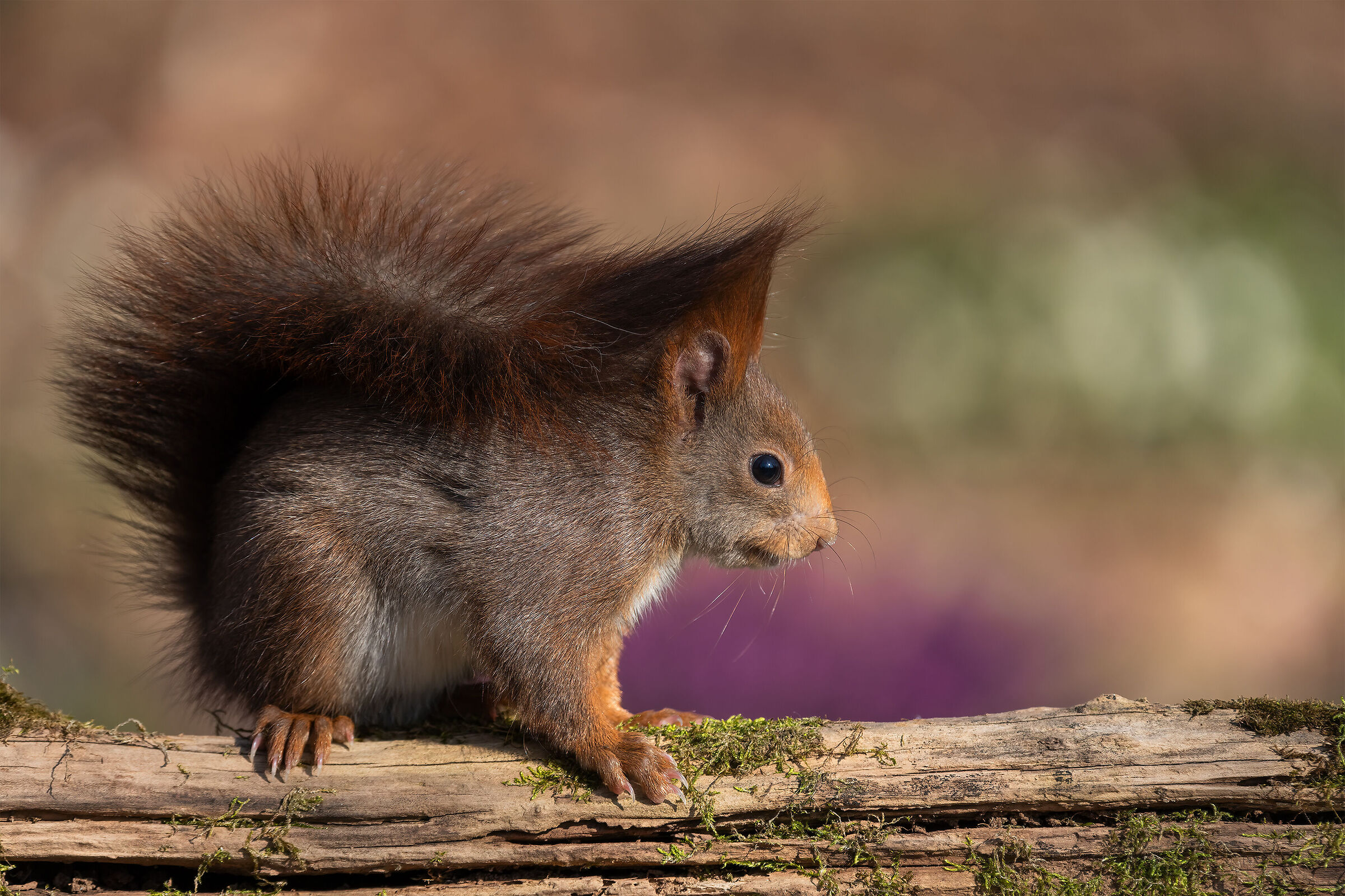 Red squirrel