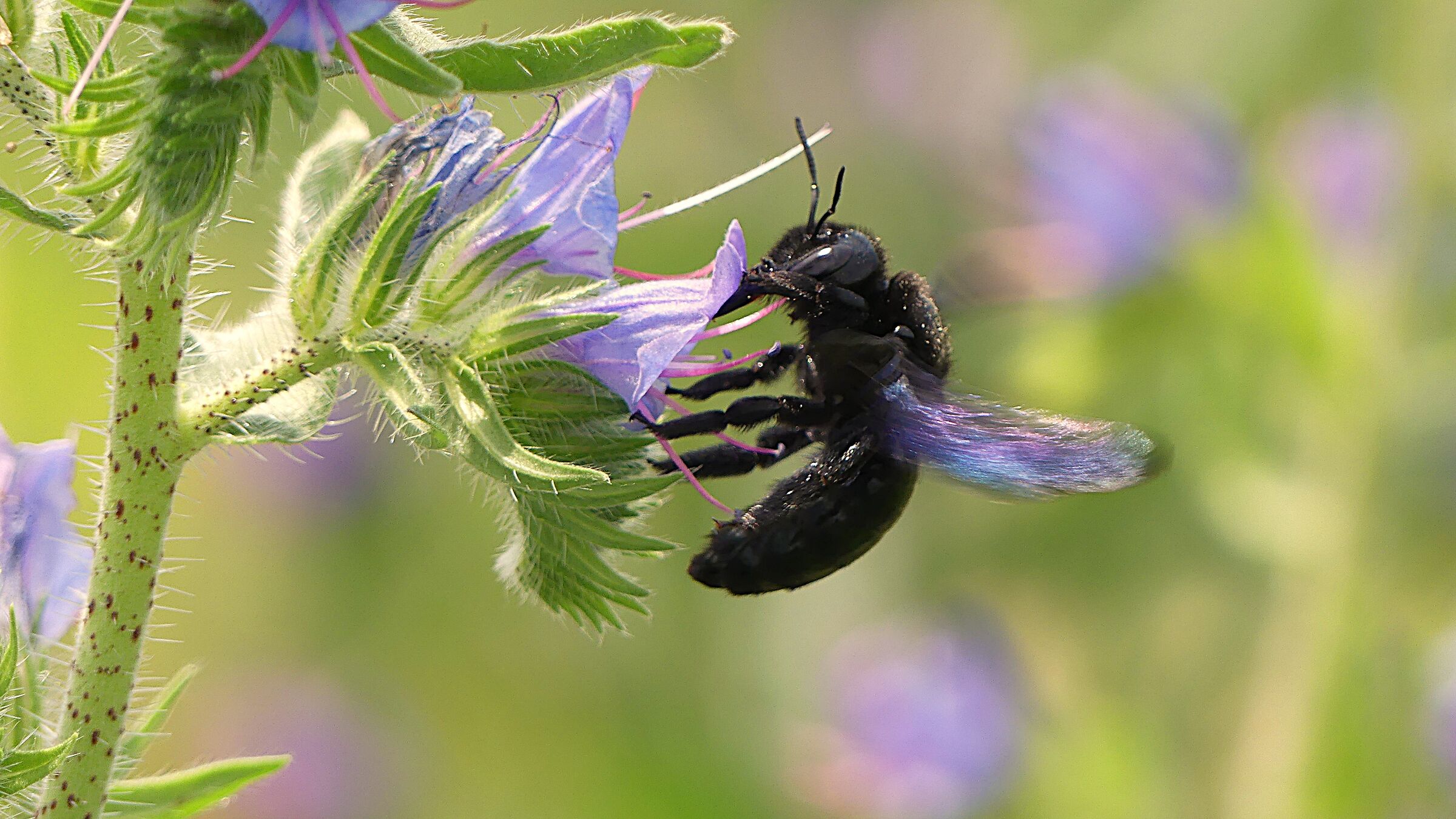 Ape legnaiola - Xylocopa violacea