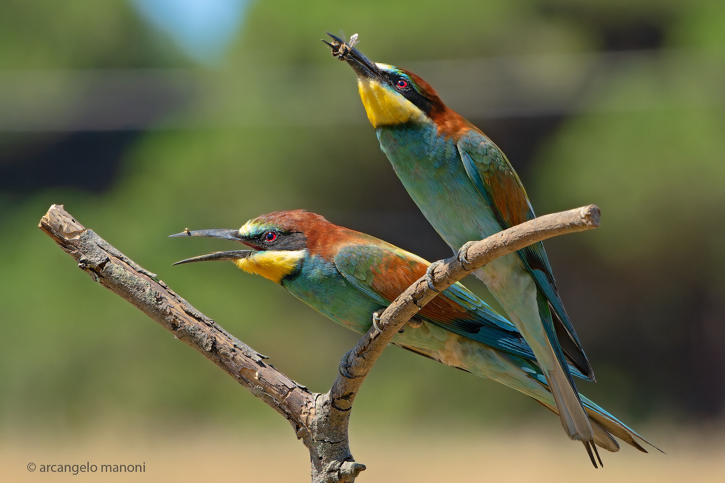 Give us our daily Vespa today