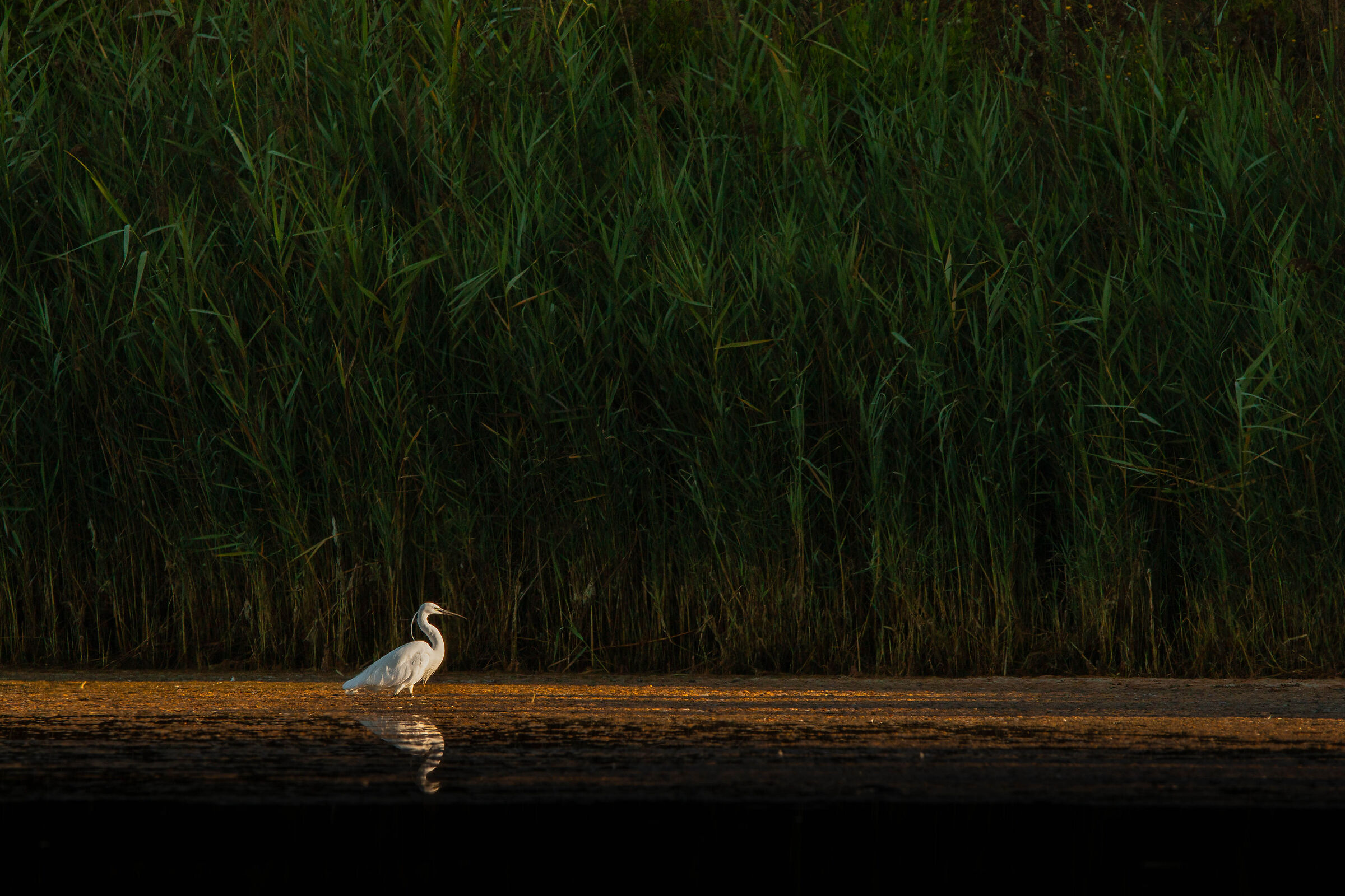 Little egret kissed by the first light of dawn