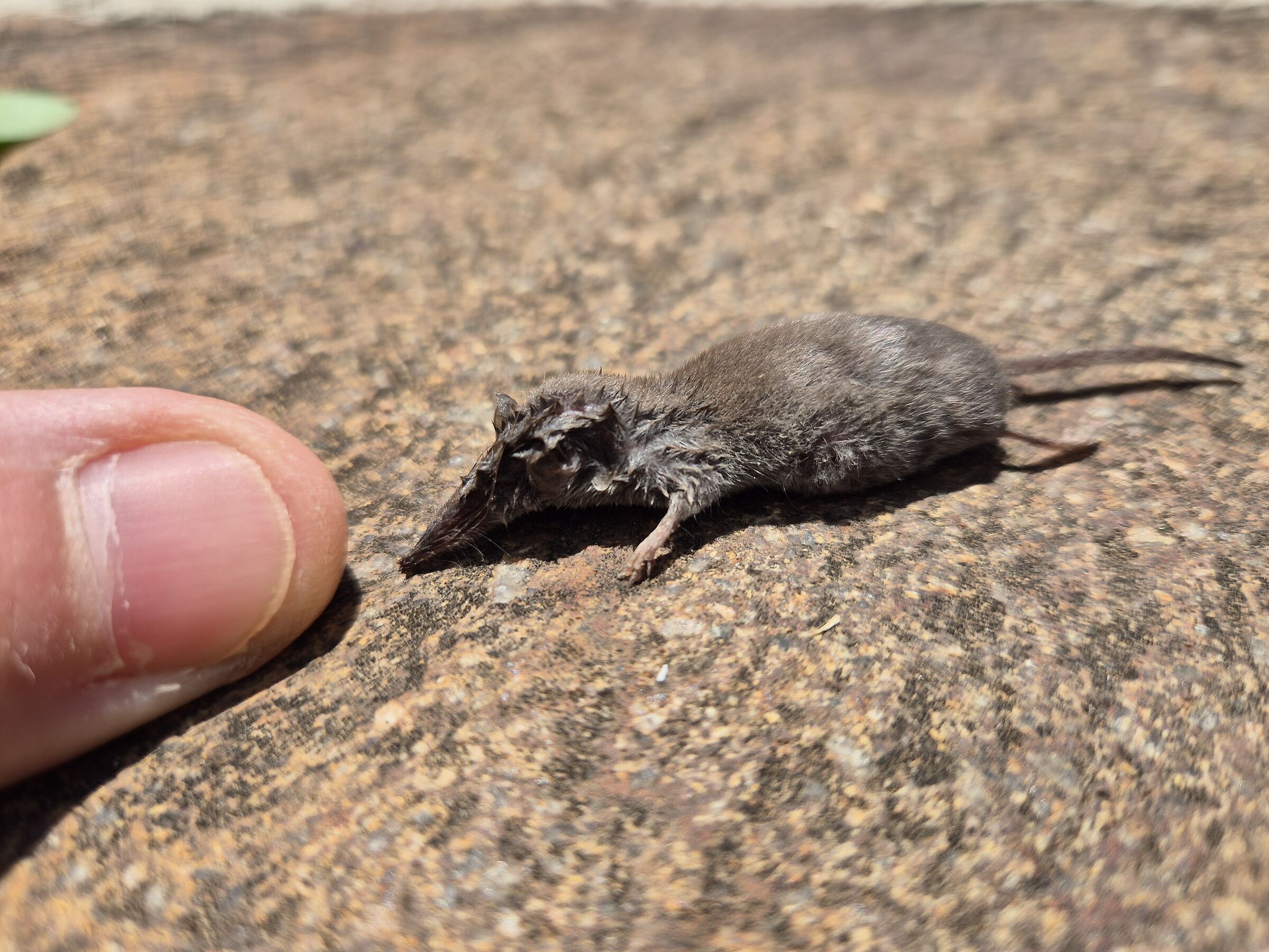 Shrew?