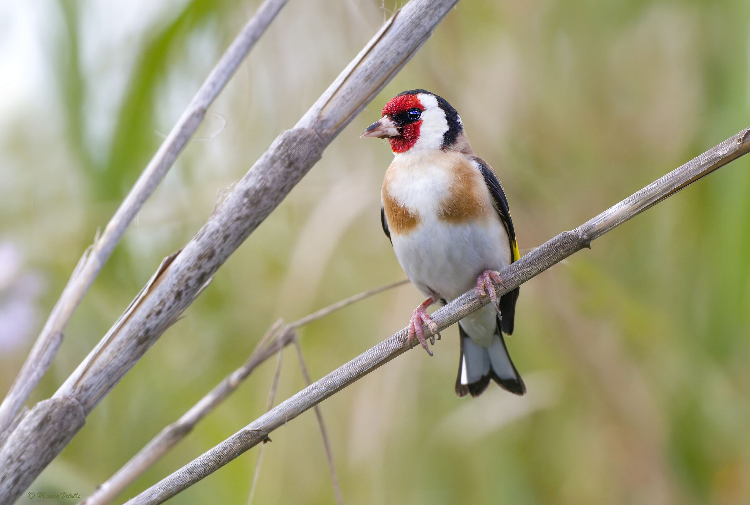 Goldfinch (Carduelis carduelis)