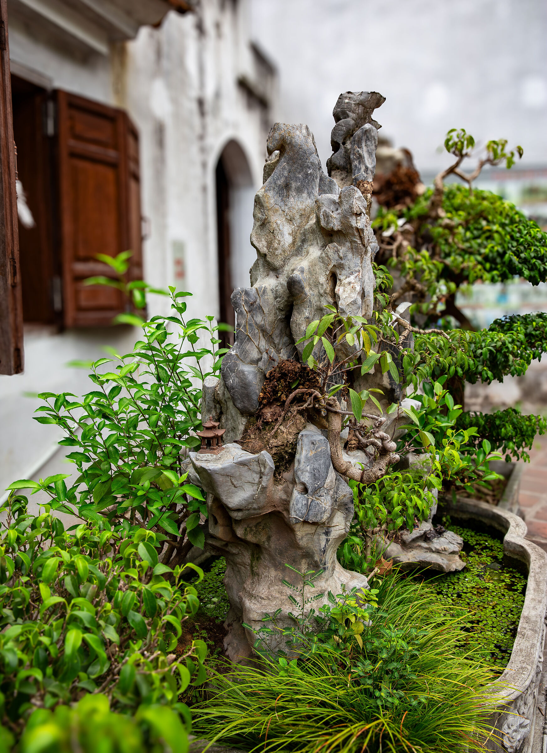 Bonsai Creation