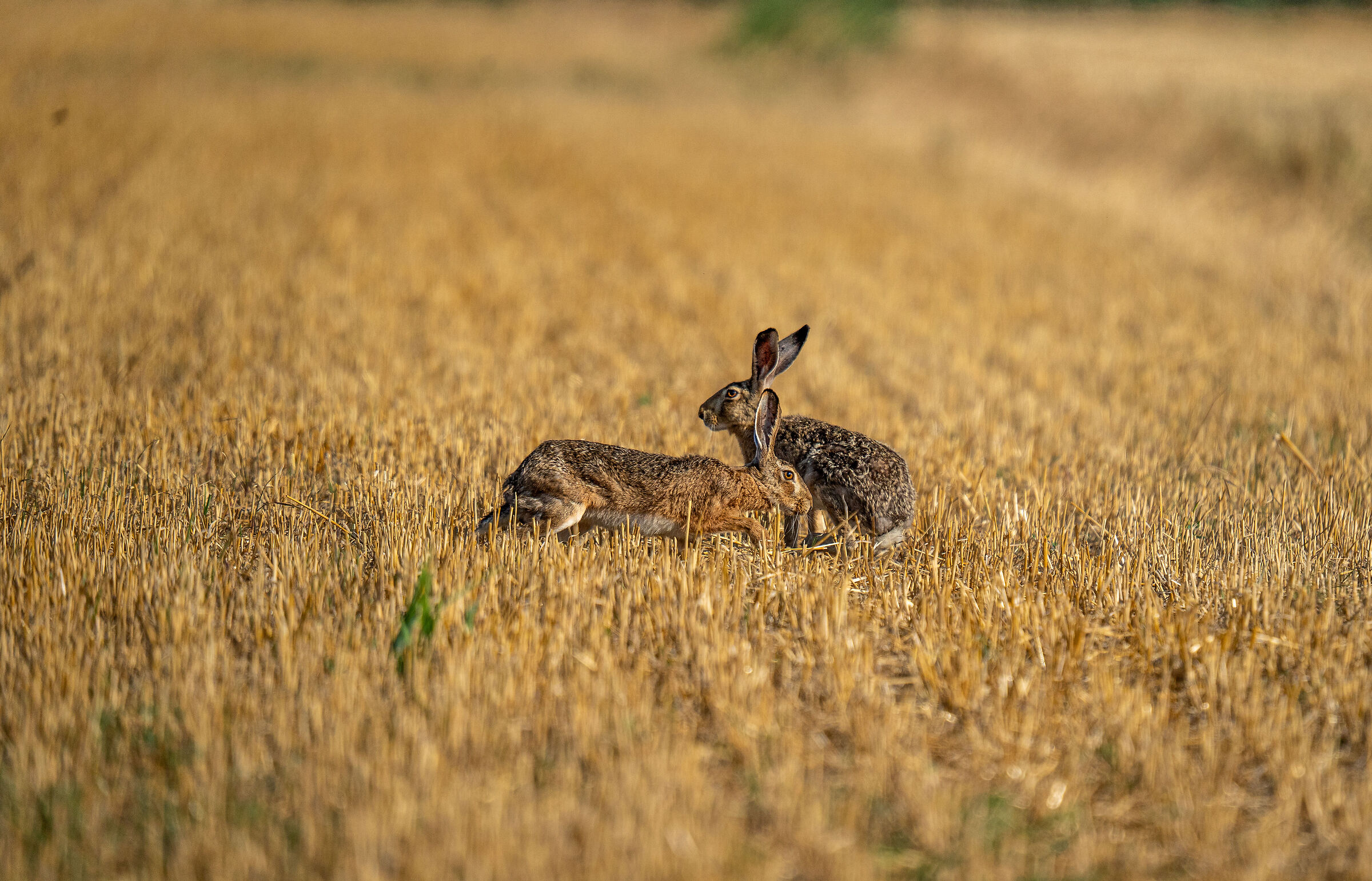 bagno di sole per lepri